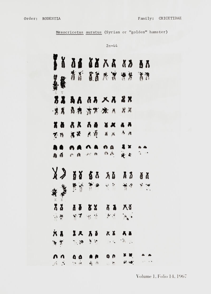 2n=44 {8 if ÜIAÄ n »! 5 ‘i r ini •» HI ft A AA AA A A X ft XX X« XX ft ft ? n X« ' x # A * A H A A A a a ft 0 ft « A XX H *1 r ft n >. * * ** ■ • * ii 15 n U «> Y Y » ^ . A « H ' >■• •* At «? V -*■ % . A. A iu ai SK A 1 A3 •' Cr .** • • • V »ft IK A 8 ft X ft ft > f vs* • '«% •> A * ft ft ft ft 0 ft * ». * A ■ » . • f» fi* Volume 1. Folio F4, 1967