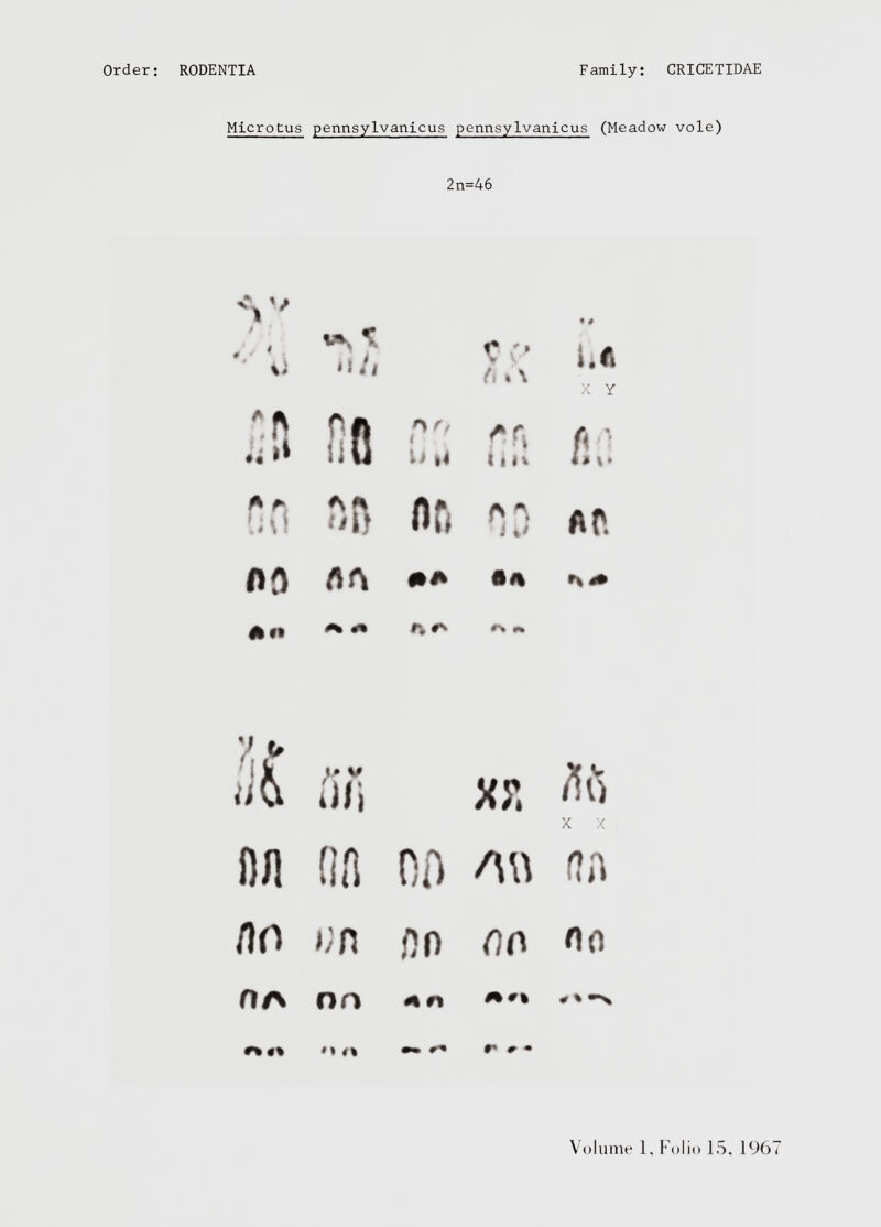 Microtus pennsylvanicus pennsylvanicus (Meadow vole) 2n=46 V * * / * ii U /i f* / * (i %\ ¡.ft X Y * * C [| fiß i «; |4 1 i h\ fl • 4# t* uu SR nn i M Af», f»a AA OH #v *% m V v \ P %ß 01, X?, X X Dil na 00 AU na no an nn rtn no HA nn ^ n Ä#l 0 % «■**% ♦ **% mm 0+ ** 0 *