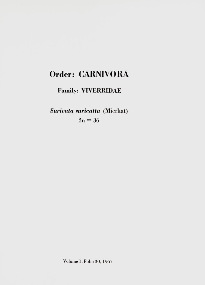 Order: CARNIVORA Family: VIVERRIDAE J Suricata suricatta (Mierkat) 2n = 36