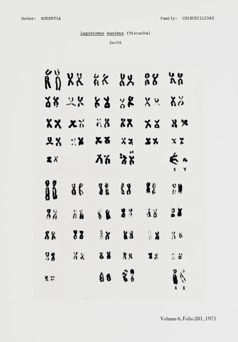 Lagostomus maximus (Viscacha) 2n=56 tin KX 0 V Aft *£ u Aft U -i.K {[ r> ^ X w . Y V ' 1 fu> XX x.í; n ft XX XX a * X 31 x S XX ** ^ * X Y ¡5 u 11 u II cu a  U hi ti I H ¿1 ii n u Q <i 6 s :i * HU nk &x u «1 t* Ö 2* r* 66 í* Vi *> » 6 ^ X X