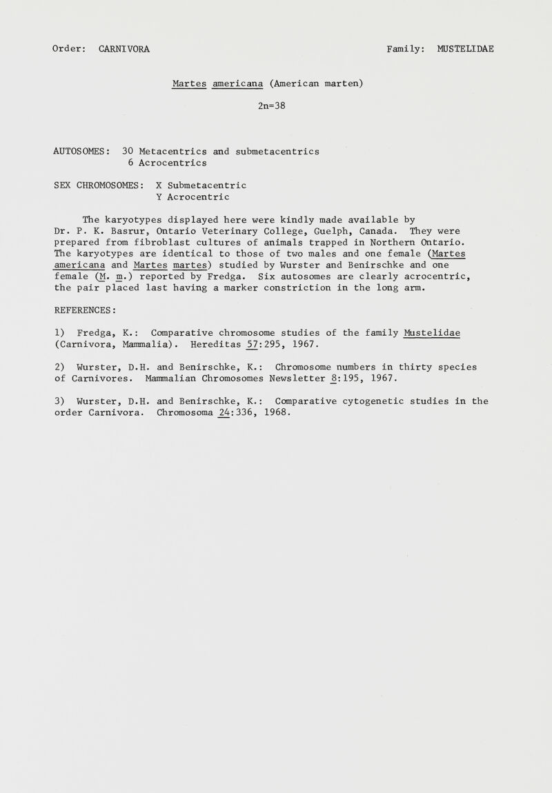 Martes americana (American marten) 2n=38 AUTOSOMES: 30 Metacentrics and submetacentrics 6 Acrocentrics SEX CHROMOSOMES: X Submetacentric Y Acrocentric The karyotypes displayed here were kindly made available by Dr. P. K. Basrur, Ontario Veterinary College, Guelph, Canada. They were prepared from fibroblast cultures of animals trapped in Northern Ontario. The karyotypes are identical to those of two males and one female (Martes americana and Martes martes ) studied by Wurster and Benirschke and one female (M. m.) reported by Fredga. Six autosomes are clearly acrocentric, the pair placed last having a marker constriction in the long arm. REFERENCES: 1) Fredga, K. : Comparative chromosome studies of the family Mustelidae (Carnivora, Mammalia). Hereditas 51_\295, 1967. 2) Wurster, D.H. and Benirschke, K.: Chromosome numbers in thirty species of Carnivores. Mammalian Chromosomes Newsletter _8:195, 1967. 3) Wurster, D.H. and Benirschke, K. : Comparative cytogenetic studies in the order Carnivora. Chromosoma 24:336, 1968.