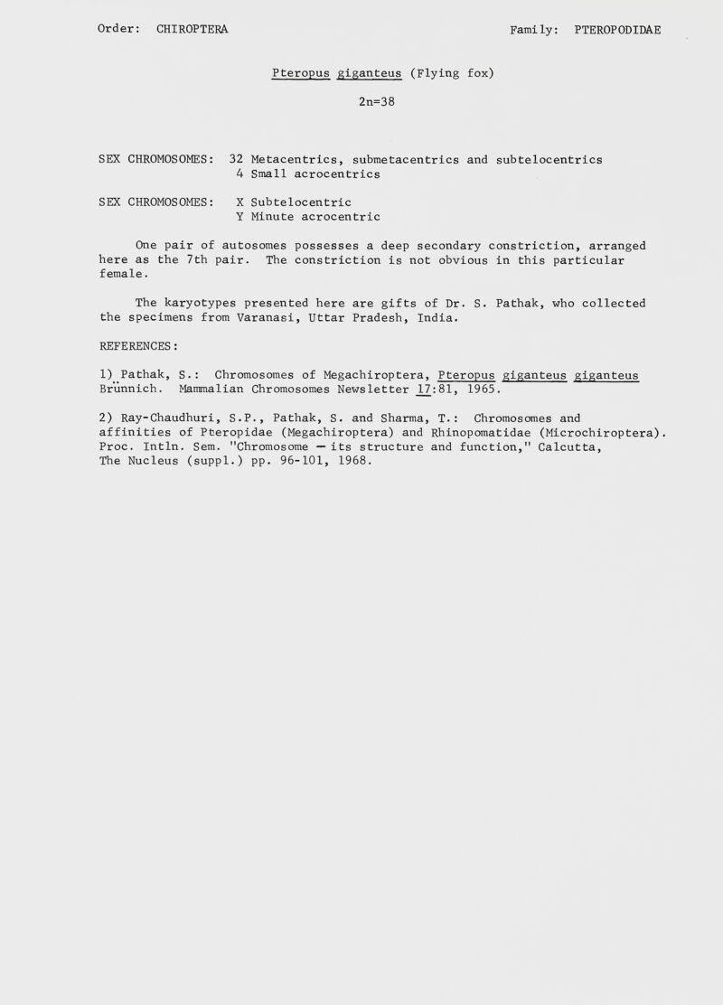 Pteropus giganteus (Flying fox) 2n=38 SEX CHROMOSOMES: 32 Metacentrics, submetacentrics and subtelocentrics 4 Small acrocentrics SEX CHROMOSOMES: X Subtelocentric Y Minute acrocentric One pair of autosomes possesses a deep secondary constriction, arranged here as the 7th pair. The constriction is not obvious in this particular female. The karyotypes presented here are gifts of Dr. S. Pathak, who collected the specimens from Varanasi, Uttar Pradesh, India. REFERENCES: 1) Pathak, S.: Chromosomes of Megachiroptera, Pteropus giganteus giganteus Brúnnich. Mammalian Chromosomes Newsletter _17:81, 1965. 2) Ray-Chaudhuri, S.P., Pathak, S. and Sharma, T.: Chromosomes and affinities of Pteropidae (Megachiroptera) and Rhinopomatidae (Microchiroptera). Proc. Intln. Sem. Chromosome —its structure and function, Calcutta, The Nucleus (suppl.) pp. 96-101, 1968.