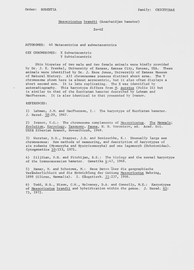 Mesocricetus brandti (Azarbaidjan hamster) 2n=42 AUTOSOMES: 40 Metacentrics and submetacentrics SEX CHROMOSOMES: X Submetacentric Y Subtelocentric Skin biopsies of two male and two female animals were kindly provided by Dr. J. K. Frenkel, University of Kansas, Kansas City, Kansas, USA. These animals were identified by Dr. J. Knox Jones, University of Kansas Museum of Natural History. All chromosomes possess distinct short arms. The Y chromosome shown here is almost acrocentric, but it also often displays a short second arm. It is late replicating. The X was identified by autoradiography. This karyotype differs from M. auratus (Folio 14) but is similar to that of the Kurdistan hamster described by Lehman and MacPherson. It is also identical to that presented by Ivanov. REFERENCES: 1) Lehman, J.M. and MacPherson, I.: The karyotype of Kurdistan hamster. J. Hered. 58:29, 1967. 2) Ivanov, V.G.: The chromosome complements of Mesocricetus ■ The Mammals ; Evolution , Karyology , Taxonomy , Fauna , N. N. Vorontsov, ed. Acad. Sei. USSR Siberian Branch, Novosibirsk, 1969. 3) Wurster, D.H., Snapper, J.R. and Benirschke, K.: Unusually large sex chromosomes: New methods of measuring, and description of karyotypes of six rodents (Myomorpha and Hystricomorpha) and one lagomorph (Ochotonidae). Cytogenetics 10:153, 1971. 4) Ziljfian, V.N. and Fitchijan, B.S.: The biology and the normal karyotype of the transcaucasian hamster. Genetika 4:47, 1968. 5) Hamar, M. and Schutowa, M. : Neue Daten über die geographische Veränderlichkeit und die Entwicklung der Gattung Mesocricetus Nehring, 1898 (Glires, Mammalia). Z. Säugetierk. _31:237, 1966. 6) Todd, N.B., Nixon, C.W., Mulvaney, D.A. and Connolly, M.E.: Karyotypes of Mesocricetus brandti and hybridization within the genus. J. Hered. 63 : 73, 1972.
