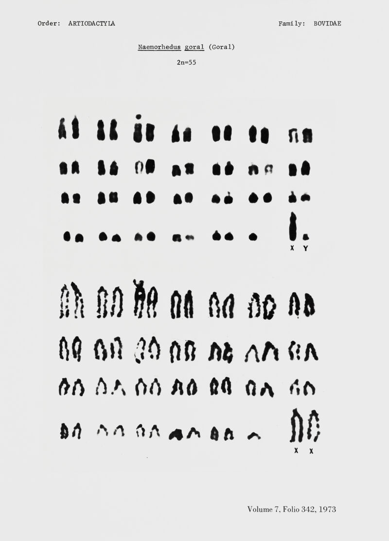 Naemorhedus goral (Goral) 2n=55 M tt il i! II II n« • ft ft ft Oft «• ft# na Ift • • •■ ftft II »ft II ft* • » ** ft• «*• ft* • Ift 00 A A AA Aft ÖA ft A A A ftft A A ft A A ft ft X X
