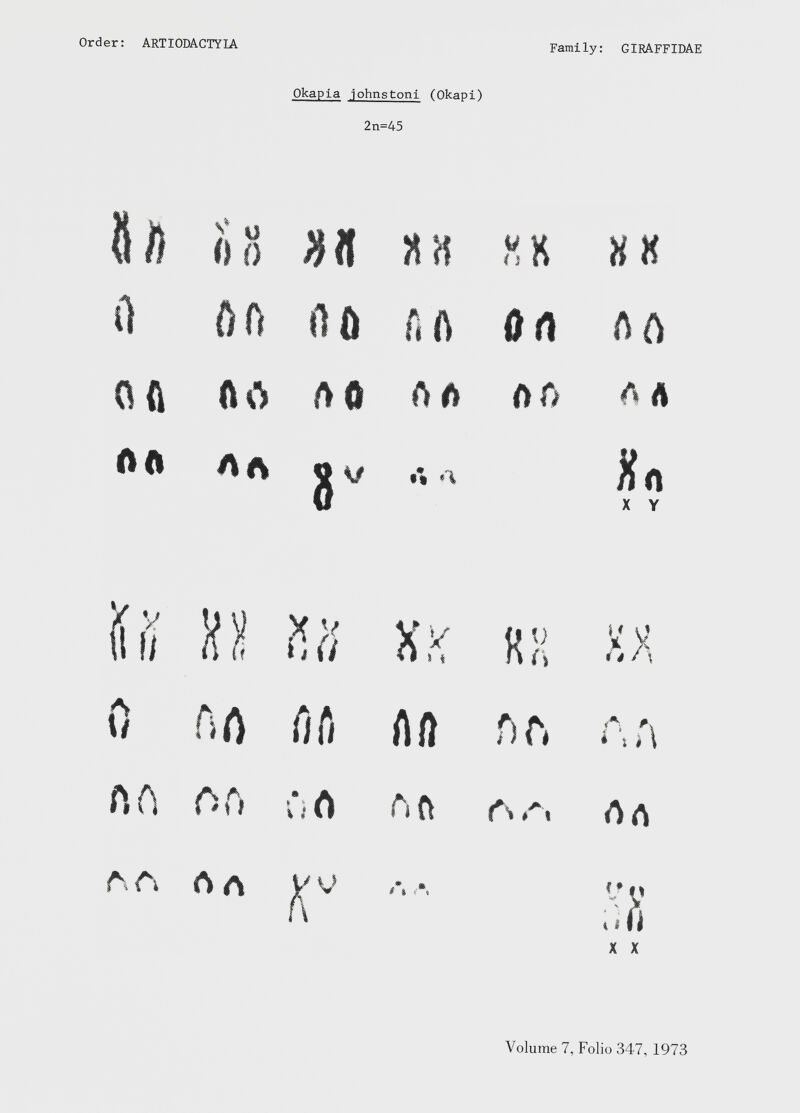 Okapia johnstoni (Okapi) 2n=45 Ift «л od ИИ У V о 1» »X 0 АО lift А А ОА лл CU ft ó Л Ô л л Л Г) л л Л ft Лл г «i а Х Л X Y у у fl ( хх ÏÏû Хх 0 о А А V« 11 t \ 0 АА Û fi ли Г) г* Л Л * i и A A А Г) ù ô Л ft г. л, ЛЛ л л Лл Г Л Л -’У 1Í ÍJ X X