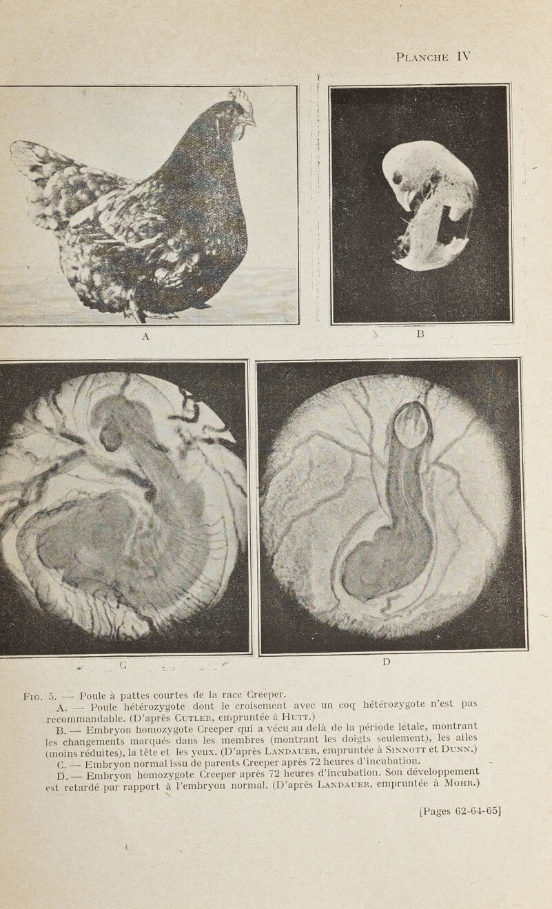 Planche IV Fig. 5. — Poule à pattes courtes de la race Creeper. A. — Poule hétérozygote dont le croisement avec un coq hétérozygote n'est pas recommandable. (D'après Cutleb, empruntée à Нитт.) B. —■ Embryon homozygote Creeper qui a vécu au delà de la période létale, montrant les changements marqués dans les membres (montrant les doigts seulement), les ailes (moins réduites), la tête et les yeux. (D'après Landauer, empruntée à Sinnott et Dunn.) C. —■ Embryon normal issu de parents Creeper après 72 heures d'incubation. D.— Embryon homozygote Creeper après 72 heures d'incubation. Son développement est retardé par rapport à l'embryon normal. (D'après Landauer, empruntée à Монк.) [Pages 62-G4-65]