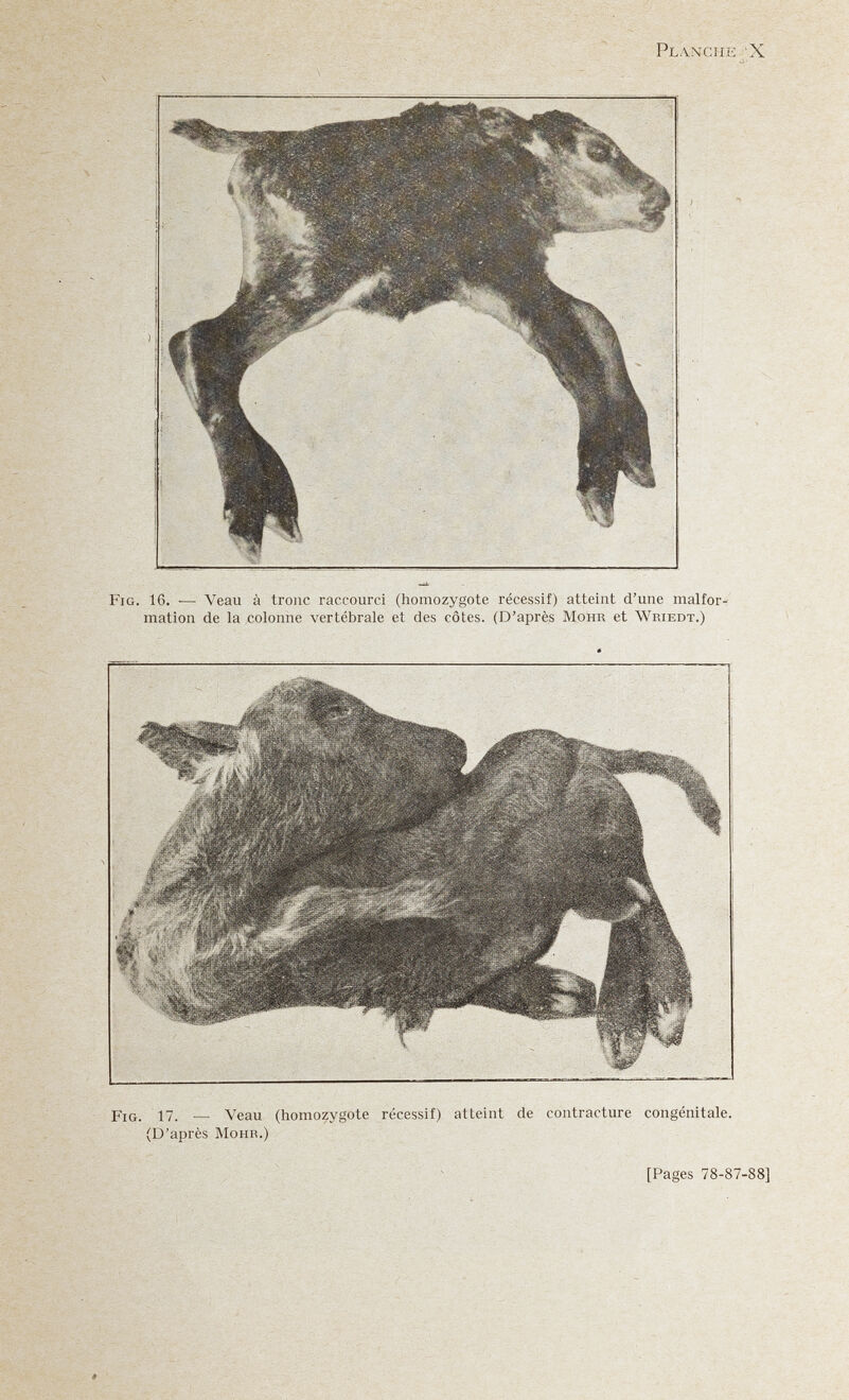 Planche 'X Fig. 16. — Veau à tronc raccourci (homozygote récessif) atteint d'une malfor-' mation de la colonne vertébrale et des côtes. (D'après Möhr et Wriedt.) Fig. 17. — Veau (homozygote récessif) atteint de contracture congénitale. (D'après MoHE.) [Pages 78-87-88]