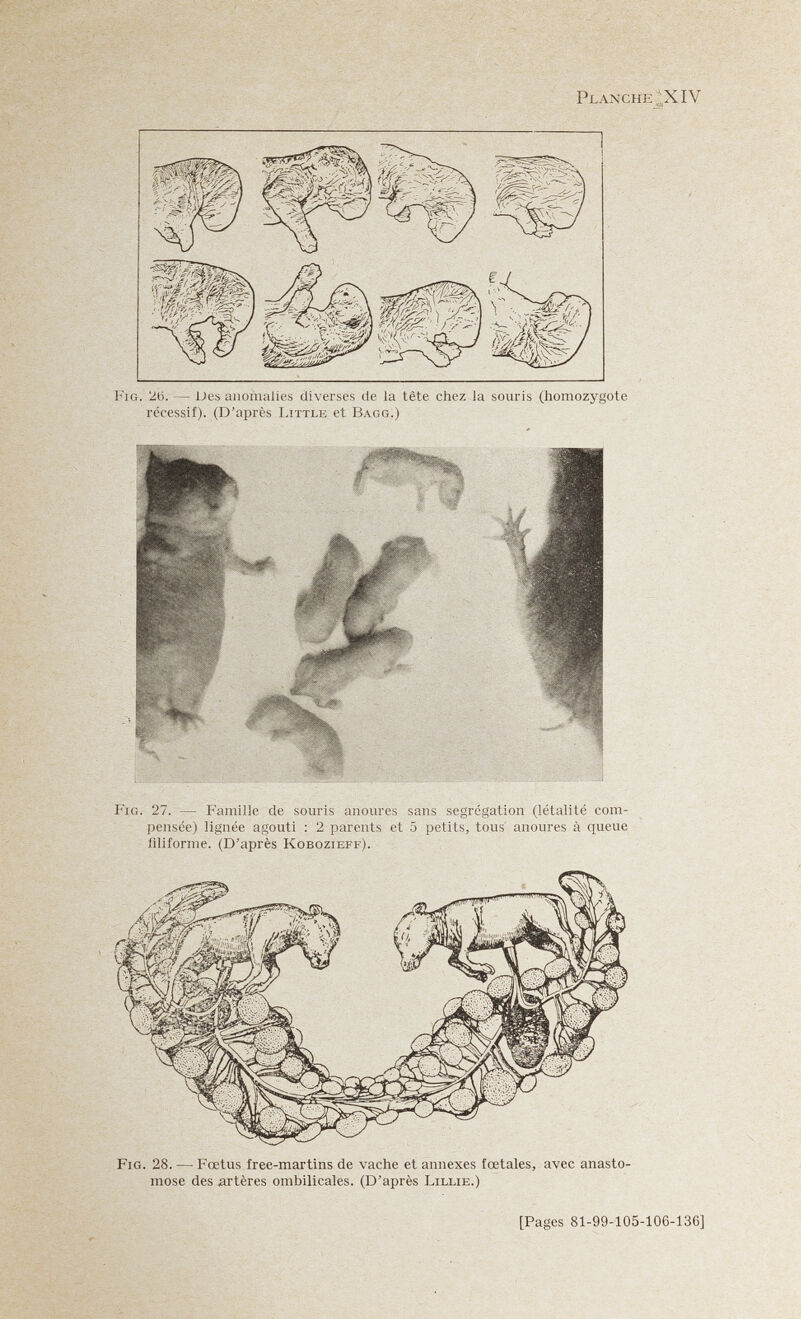 Planche ^;X IV récessif). (D'après Little et Bagg.) Fig. 27. — Famille de souris anoures sans ségrégation (létallté com¬ pensée) lignée agouti : 2 parents et 5 petits, tous' anoures à queue filiforme. (D'après Kobozieff). Fig. 28. — Fœtus free-martins de vache et annexes fœtales, avec anasto¬ mose des artères ombilicales. (D'après Lillie.) [Pages 81-99-105-106-136]