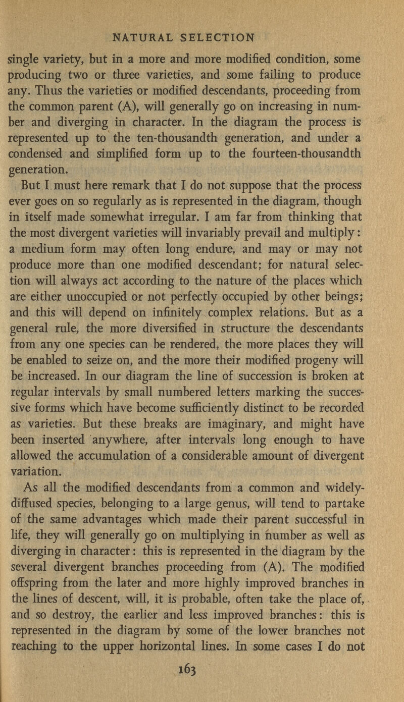 NATURAL SELECTION single variety, but in a more and more modified condition, some producing two or three varieties, and some failing to produce any. Thus the varieties or modified descendants, proceeding from the common parent (A), will generally go on increasing in num¬ ber and diverging in character. In the diagram the process is represented up to the ten-thousandth generation, and under a condensed and simpHfied form up to the fourteen-thousandth generation. But I must here remark that I do not suppose that the process ever goes on so regularly as is represented in the diagram, though in itself made somewhat irregular. I am far from thinking that the most divergent varieties will invariably prevail and multiply : a medium form may often long endure, and may or may not produce more than one modified descendant; for natural selec¬ tion will always act according to the nature of the places which are either unoccupied or not perfectly occupied by other beings; and this will depend on infinitely complex relations. But as a general rule, the more diversified in structure the descendants from any one species can be rendered, the more places they will be enabled to seize on, and the more their modified progeny will be increased. In our diagram the line of succession is broken at regular intervals by smaU numbered letters marking the succes¬ sive forms which have become sufficiently distinct to be recorded as varieties. But these breaks are imaginary, and might have been inserted anywhere, after intervals long enough to have aUowed the accumulation of a considerable amount of divergent variation. As aU the modified descendants from a common and widely- diffused species, belonging to a large genus, will tend to partake of the same advantages which made their parent successful in life, they will generally go on multiplying in number as well as diverging In character ; this is represented in the diagram by the several divergent branches proceeding from (A). The modified offspring from the later and more highly improved branches in the lines of descent, will, it is probable, often take the place of, and so destroy, the earlier and less improved branches: this is represented in the diagram by some of the lower branches not reaching to the upper horizontal lines. In some cases I do not 163