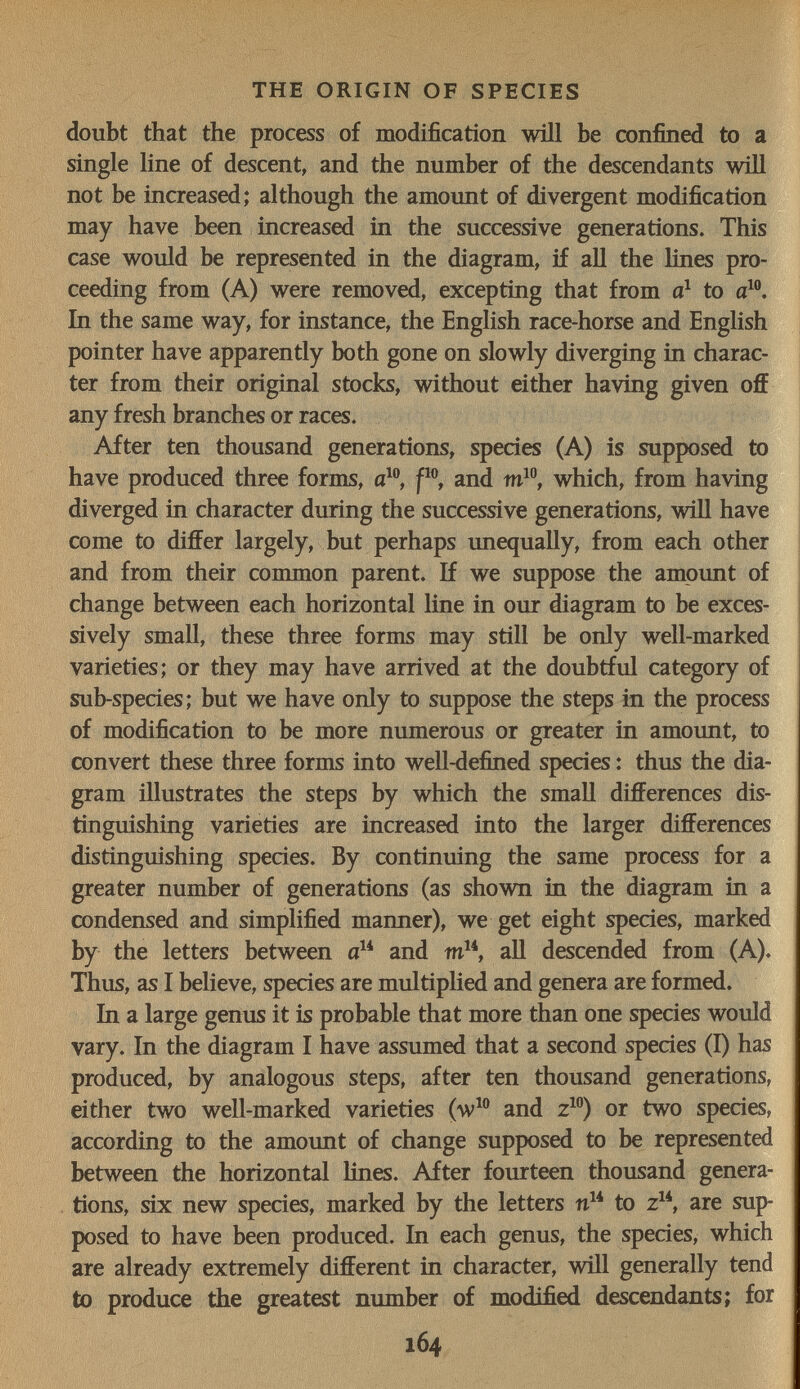 THE ORIGIN OF SPECIES doubt that the process of modification will be confined to a single line of descent, and the number of the descendants wiH not be increased; although the amount of divergent modification may have been increased in the successive generations. This case would be represented in the diagram, if all the lines pro¬ ceeding from (A) were removed, excepting that from to a^®. In the same way, for instance, the English race-horse and English pointer have apparently both gone on slowly diverging in charac¬ ter from their original stocks, without either having given off any fresh branches or races. After ten thousand generations, species (A) is supposed to have produced three forms, a^, p®, and which, from having diverged in character during the successive generations, will have come to differ largely, but perhaps unequally, from each other and from their common parent. If we suppose the ampimt of change between each horizontal line in our diagram to be exces¬ sively small, these three forms may still be only well-marked varieties; or they may have arrived at the doubtful category of sub-species; but we have only to suppose the steps in the process of modification to be more numerous or greater in amount, to convert these three forms into well-defined species : thus the dia¬ gram illustrates the steps by which the small differences dis¬ tinguishing varieties are increased into the larger differences distinguishing species. By continuing the same process for a greater number of generations (as shown in the diagram in a condensed and simplified manner), we get eight species, marked by the letters between and all descended from (A). Thus, as I believe, species are multiphed and genera are formed. In a large genus it is probable that more than one species would vary. In the diagram I have assumed that a second species (I) has produced, by analogous steps, after ten thousand generations, either two well-marked varieties and or two species, according to the amount of change supposed to be represented between the horizontal lines. After fourteen thousand genera¬ tions, six new species, marked by the letters to z, are sup¬ posed to have been produced. In each genus, the species, which are already extremely different in character, will generally tend to produce the greatest number of modified descendants; for 164