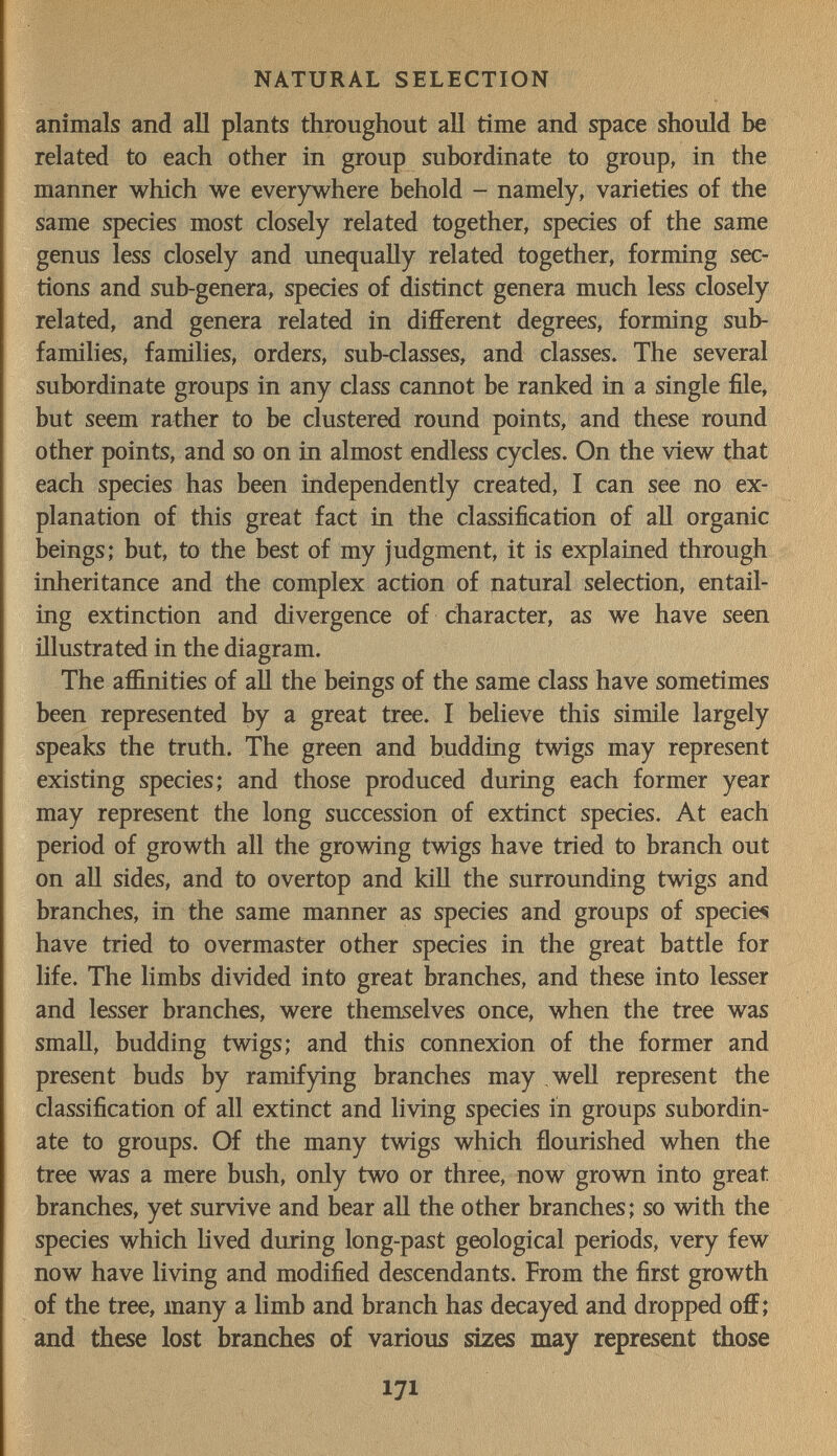 NATURAL SELECTION animals and all plants throughout all time and space should be related to each other in group subordinate to group, in the manner which we everywhere behold - namely, varieties of the same species most closely related together, species of the same genus less closely and unequally related together, forming sec¬ tions and sub-genera, species of distinct genera much less closely related, and genera related in different degrees, forming sub¬ families, families, orders, sub-classes, and classes. The several subordinate groups in any class cannot be ranked in a single file, but seem rather to be clustered round points, and these round other points, and so on in almost endless cycles. On the view that each species has been independently created, I can see no ex¬ planation of this great fact in the classification of aU organic beings; but, to the best of my judgment, it is explained through inheritance and the complex action of natural selection, entail¬ ing extinction and divergence of character, as we have seen illustrated in the diagram. The affinities of all the beings of the same class have sometimes been represented by a great tree. I believe this simále largely speaks the truth. The green and budding twigs may represent existing species; and those produced during each former year may represent the long succession of extinct species. At each period of growth all the growing twigs have tried to branch out on all sides, and to overtop and kill the surrounding twigs and branches, in the same manner as species and groups of species have tried to overmaster other species in the great battle for life. The limbs divided into great branches, and these into lesser and lesser branches, were themiselves once, when the tree was small, budding twigs; and this connexion of the former and present buds by ramifying branches may well represent the classification of all extinct and living species in groups subordin¬ ate to groups. Of the many twigs which flourished when the tree was a mere bush, only two or three, now grown into great branches, yet survive and bear all the other branches; so v^dth the species which Hved during long-past geological periods, very few now have living and modified descendants. From the first growth of the tree, many a limb and branch has decayed and dropped off; and these lost branches of various sizes may represent those 171