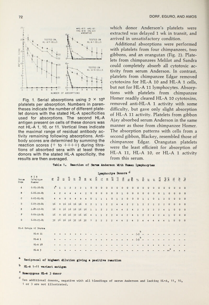 72 DORF, EGURO, AND AMOS 2Ь H TESTED ON. HL-A 11 CELLS -:k. (2) ^0(1) -p(3) ^(3) aHL-AII ÛHL-A1 OHL-A10 OHL-АЗ • NEGATIVE TESTED ON HL-A 1 CELLS ■■•■f.... -4(2) TESTED ON HL-A 10 CELLS K] NUMBER OF ABSORPTIONS Fig. 1. Serial absorptions using 2 x 10® platelets per absorption. Numbers in paren¬ theses indicate the number of different plate¬ let donors with the stated HL-A specificities used for absorptions. The second HL-A antigen present on cells of these donors was not HL-A 1, 10, or 11. Vertical lines indicate the maximal range of residual antibody ac¬ tivity remaining following absorptions. Anti¬ body scores are determined by summing the reaction scores (+ to ++++) during titra¬ tions of absorbed sera with at least three donors with the stated HL-A specificity, the which donor Anderson's platelets were extracted was delayed 1 wk in transit, and arrived in unsatisfactory condition. Additional absorptions were performed with platelets from four chimpanzees, two gibbons, and an orangutan (Fig. 2). Plate¬ lets from chimpanzees Melilot and Sandra could completely absorb all cytotoxic ac¬ tivity from serum Anderson. In contrast, platelets from chimpanzee Edgar removed cytotoxins for HL-A 10 and HL-A 1 cells, but not for HL-A 11 lymphocytes. Absorp¬ tions with platelets from chimpanzee Homer readily cleared HL-A 10 cytotoxins, removed anti-HL-A 1 activity with some difficulty, but gave only slight absorption of HL-A 11 activity. Platelets from gibbon Ajay absorbed serum Anderson in the same manner as those from chimpanzee Homer. The absorption patterns with cells from a second gibbon, Blackey, resembled those of chimpanzee Edgar. Orangutan platelets were the least efficient for absorption of HL-A 11, HL-A 10, or HL-A 1 activity from this serum. results are then averaged. Table 1* Reaction of Senoi Anderson Vlth Hvoian I^phoc7tee Iridio ctye Donore Reclpxx)cal of hlghMt dilution glTlng a posltlTe reaftlon HL-A 1-11 variant antigen HoMozygouB HL-A 3 donor Ten additional donors, negative with all bleedings of serum Anderson and lacking IIL-A, 11, 10, 1 or 3 are not illustrated.