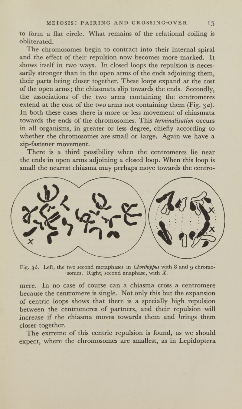 MEIOSIS: PAIRING AND CROSSING-OVER 15 to form a flat circle. What remains of the relational coiling is obliterated. The chromosomes begin to contract into their internal spiral and the effect of their repulsion now becomes more marked. It shows itself in two ways. In closed loops the repulsion is neces¬ sarily stronger than in the open arms of the ends adjoining them, their parts being closer together. These loops expand at the cost of the open arms; the chiasmata slip towards the ends. Secondly, the associations of the two arms containing the centromeres extend at the cost of the two arms not containing them (Fig. 30). In both these cases there is more or less movement of chiasmata towards the ends of the chromosomes. This terminalisation occurs in all organisms, in greater or less degree, chiefly according to whether the chromosomes are small or large. Again we have a zip-fastener movement. There is a third possibility when the centromeres lie near the ends in open arms adjoining a closed loop. When this loop is small the nearest chiasma may perhaps move towards the centro- Fig. 36. Left, the two second metaphases in Chorthippus with 8 and 9 chromo¬ somes. Right, second anaphase, with X. mere. In no case of course can a chiasma cross a centromere because the centromere is single. Not only this but the expansion of centric loops shows that there is a specially high repulsion between the centromeres of partners, and their repulsion will increase if the chiasma moves towards them and brings them closer together. The extreme of this centric repulsion is found, as we should expect, where the chromosomes are smallest, as in Lepidoptera