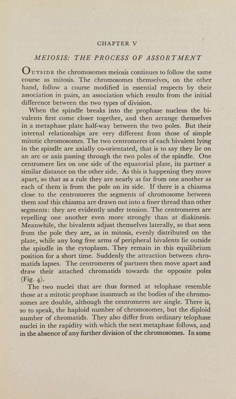 CHAPTER V MEIOSIS: THE PROCESS OF ASSORTMENT О и TS IDE the chromosomes meiosis continues to follow the same course as mitosis. The chromosomes themselves, on the other hand, follow a course modified in essential respects by their association in pairs, an association which results from the initial difference between the two types of division. When the spindle breaks into the prophase nucleus the bi¬ valents first come closer together, and then arrange themselves in a metaphase plate half-way between the two poles. But their internal relationships are very different from those of simple mitotic chromosomes. The two centromeres of each bivalent lying in the spindle are axially co-orientated, that is to say they lie on an arc or axis passing through the two poles of the spindle. One centromere lies on one side of the equatorial plate, its partner a similar distance on the other side. As this is happening they move apart, so that £is a rule they are nearly as far from one another as each of them is from the pole on its side. If there is a chiasma close to the centromeres the segments of chromosome between them and this chiasma are drawn out into a finer thread than other segments : they are evidently under tension. The centromeres are repelling one another even more strongly than at diakinesis. Meanwhile, the bivalents adjust themselves laterally, so that seen from the pole they are, as in mitosis, evenly distributed on the plate, while any long free arms of peripheral bivalents lie outside the spindle in the cytoplasm. They remain in this equilibrium position for a short time. Suddenly the attraction between chro¬ matids lapses. The centromeres of partners then move apart and draw their attached chromatids towards the opposite poles (Fig. 4). The two nuclei that are thus formed at telophase resemble those at a mitotic prophase inasmuch as the bodies of the chromo¬ somes are double, although the centromeres are single. There is, so to speak, the haploid number of chromosomes, but the diploid number of chromatids. They also differ from ordinary telophase nuclei in the rapidity with which the next metaphase follows, and in the absence of any further division of the chromosomes. In some