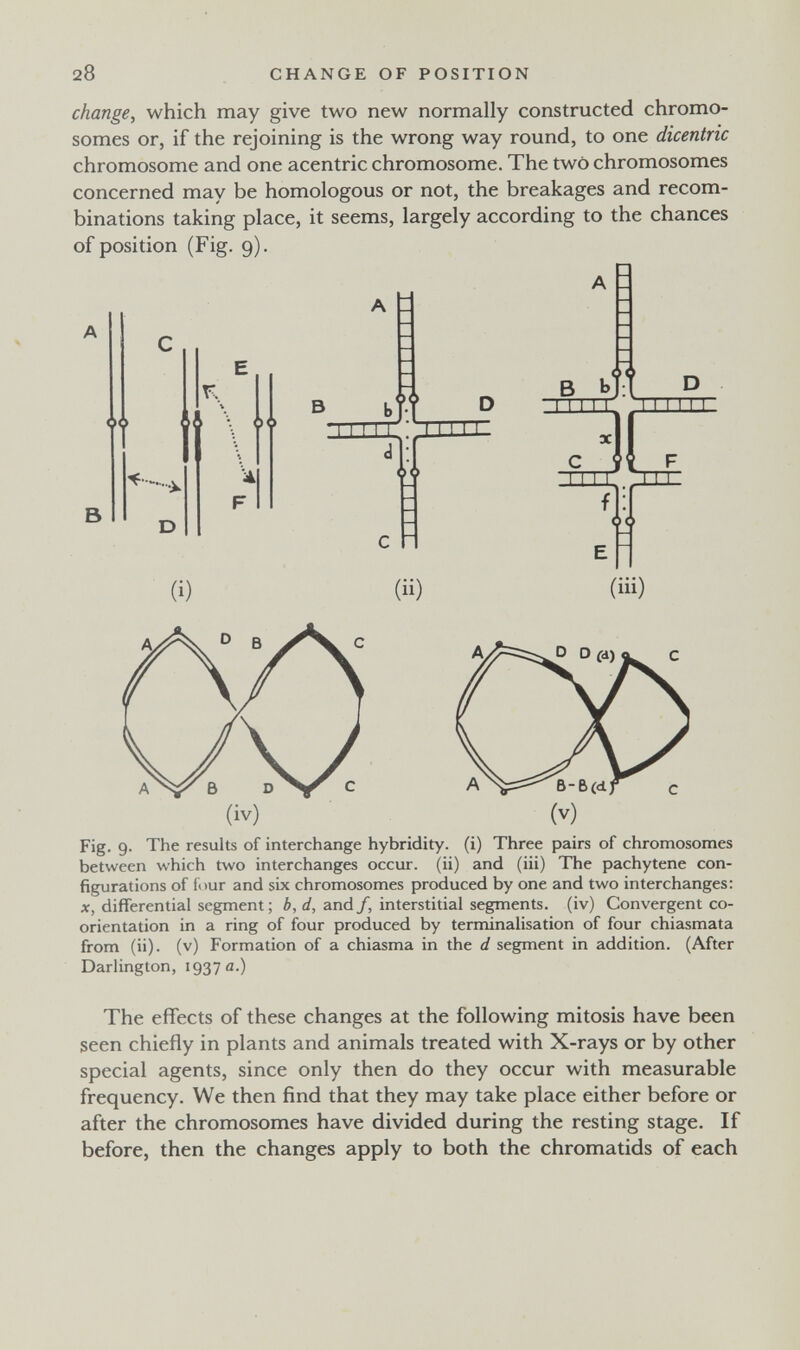 28 CHANGE OF POSITION change, which may give two new normally constructed chromo¬ somes or, if the rejoining is the wrong way round, to one dicentric chromosome and one acentric chromosome. The two chromosomes concerned may be homologous or not, the breakages and recom¬ binations taking place, it seems, largely according to the chances of position (Fig. 9).  M в TTTTT 00 (i) (ii) в Ь 0<' I I I I I ТТЛ мм~I M И f E 00 (iii) Fig. 9. The results of interchange hybridity. (i) Three pairs of chromosomes between which two interchanges occur, (ii) and (iii) The pachytene con¬ figurations of four and six chromosomes produced by one and two interchanges: X, differential segment ; b, d, and f, interstitial segments, (iv) Convergent co- orientation in a ring of four produced by terminalisation of four chiasmata from (ii). (v) Formation of a chiasma in the d segment in addition. (After Darlington, 1937 a.) The effects of these changes at the following mitosis have been seen chiefly in plants and animals treated with X-rays or by other special agents, since only then do they occur with measurable frequency. We then find that they may take place either before or after the chromosomes have divided during the resting stage. If before, then the changes apply to both the chromatids of each