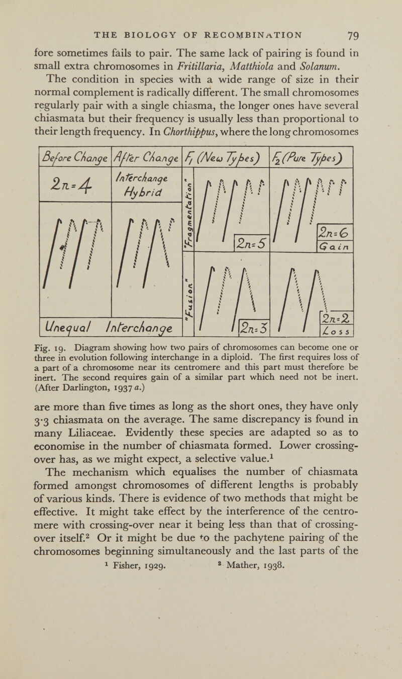 THE BIOLOGY OF RECOMBINATION 79 fore sometimes fails to pair. The sarne lack of pairing is found in small extra chromosomes in Fritillaria, Matthiola and Solanum. The condition in species with a wide range of size in their normal complement is radically different. The small chromosomes regularly pair with a single chiasma, the longer ones have several chiasmata but their frequency is usually less than proportional to their length frequency. In Chorthippus, where the long chromosomes Fig. 19. Diagram showing how two pairs of chromosomes can become one or three in evolution following interchange in a diploid. The first requires loss of a part of a chromosome near its centromere and this part must therefore be inert. The second requires gain of a similar part which need not be inert. (After Darlington, 1937 я.) are more than five times as long as the short ones, they have only 3*3 chiasmata on the average. The same discrepancy is found in many Liliaceae. Evidenüy these species are adapted so as to economise in the number of chiasmata formed. Lower crossing- over has, as we might expect^ a selective value.^ The mechanism which equalises the number of chiasmata formed amongst chromosomes of different lengths is probably of various kinds. There is evidence of two methods that might be effective. It might take effect by the interference of the centro¬ mere with crossing-over near it being leçs than that of crossing- over itself.^ Or it might be due ^^o the pachytene pairing of the chromosomes beginning simultaneously and the last parts of the ^ Fisher, 1929. ® Mather, 1938.