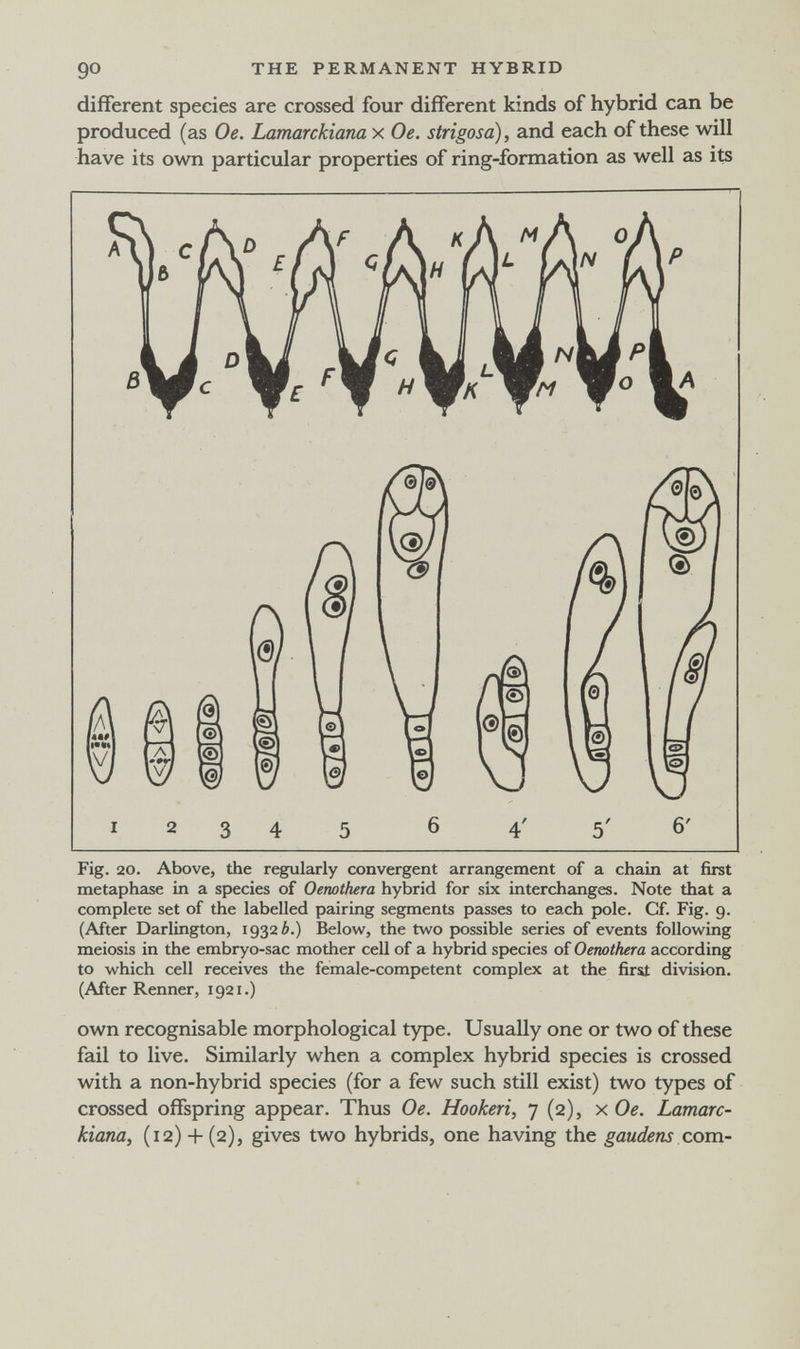 90 THE PERMANENT HYBRID different species are crossed four different kinds of hybrid can be produced (as Oe. Lamarckiana x Oe. strigosa), and each of these will have its own particular properties of ring-formation as well as its Fig. 20. Above, the regularly convergent arrangement of a chain at first metaphase in a species of Oenothera hybrid for six interchanges. Note that a complete set of the labelled pairing segments passes to each pole. Cf. Fig. 9. (After Darlington, 19326.) Below, the two possible series of events following meiosis in the embryo-sac mother cell of a hybrid species of Oenothera according to which cell receives the female-competent complex at the first division. (After Renner, 1921.) own recognisable morphological type. Usually one or two of these fail to live. Similarly when a complex hybrid species is crossed with a non-hybrid species (for a few such still exist) two types of crossed offspring appear. Thus Oe. Hookeri, 7 (2), x Oe. Lamarc¬ kiana, (12) + (2), gives two hybrids, one having the gaudens com-