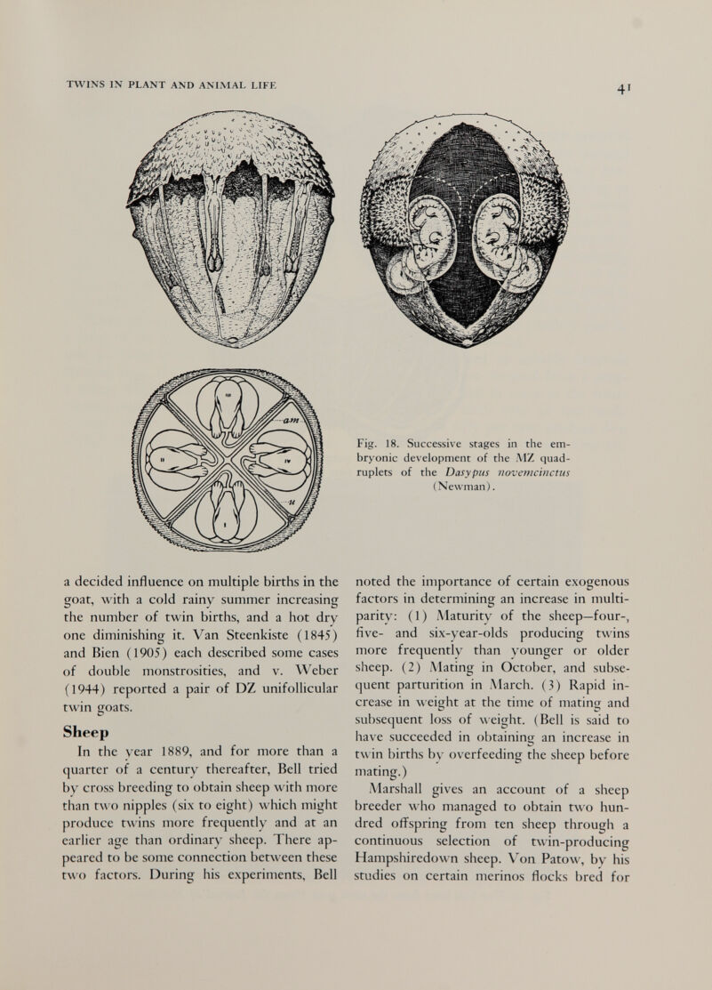 TWINS Ш PLANT AND ANIMAL LIFE 41 a decided influence on multiple births in the goat, with a cold rainy summer increasing the number of twin births, and a hot dry one diminishing it. Van Steenkiste (1845) and Bien (1905) each described some cases of double monstrosities, and v. Weber (1944) reported a pair of DZ unifollicular twin goats. Sheep In the year 1889, and for more than a quarter of a century thereafter, Bell tried by cross breeding to obtain sheep with more than t\vo nipples (si.x to eight) which might produce twins more frequently and at an earlier age than ordinary sheep. There ap¬ peared to be some connection between these two factors. During his experiments. Bell Fig. 18. Successive stages in the em¬ bryonic development of the MZ quad¬ ruplets of the Dasypus novemcinctus (Newman). noted the importance of certain exogenous factors in determining an increase in multi- parity: (1) .Maturity of the sheep—four-, five- and six-year-olds producing twins more frequently than younger or older sheep. (2) Mating in October, and subse¬ quent parturition in March. (3) Rapid in¬ crease in weight at the time of mating and subsequent loss of weight. (Bell is said to have succeeded in obtaining an increase in t\\ in births by overfeeding the sheep before mating.) iMarshall gives an account of a sheep breeder who managed to obtain two hun¬ dred offspring from ten sheep through a continuous selection of twin-producing Hampshiredown sheep. V^on Patow, by his studies on certain merinos flocks bred for