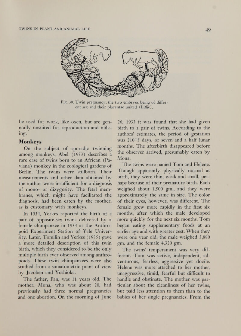 TWINS IN PLANT AND ANIMAL LIFE 49 Fig. 30. Twin pregnancy, the two embryos being of differ¬ ent sex and their placentae united (LiMie). be used for work, like oxen, but are gen¬ erally unsuited for reproduction and milk¬ ing. Monkeys On the subject of sporadic twinning among monkeys, Abel (1933) describes a rare case of twins born to an African (Pa- viana) monkey in the zoological gardens of Berlin. The twins were stillborn. Their measurements and other data obtained by the author were insufficient for a diagnosis of mono- or dizygosity. The fetal mem¬ branes, which might have facilitated the diagnosis, had been eaten by the mother, as is customary with monkeys. In 1934, Yerkes reported the birth of a pair of opposite-sex twins delivered by a female chimpanzee in 1933 at the Anthro¬ poid Experiment Station of Yale Univer¬ sity. Later, Tomilin and Yerkes (1935) gave a more detailed description of this twin birth, which they considered to be the only multiple birth ever observed among anthro¬ poids. These twin chimpanzees were also studied from a somatometric point of view by Jacoben and Yoshioka. The father. Pan, was 11 years old. The mother, Mona, who was about 20, had previously had three normal pregnancies and one abortion. On the morning of June 26, 1933 it was found that she had given birth to a pair of twins. According to the authors' estimates, the period of gestation was 210-5 days, or seven and a half lunar months. The afterbirth disappeared before the observer arrived, presumably eaten by Mona. The tAvins were named Tom and Helene. Though apparently physically normal at birth, they were thin, weak and small, per¬ haps because of their premature birth. Each weighed about 1,500 gm., and they were approximately the same in size. The color of their eyes, however, was different. The female grew more rapidly in the first six months, after which the male developed more quickly for the next six months. Tom began eating supplementary foods at an earlier age and with greater zest. When they were one year old, the male weighed 5,880 gm. and the female 4,320 gm. The twins' temperament was very dif¬ ferent. Tom was active, independent, ad¬ venturous, fearless, aggressive yet docile. Helene was more attached to her mother, unaggressive, timid, fearful but difficult to handle and obstinate. The mother was par¬ ticular about the cleanliness of her twins, but paid less attention to them than to the babies of her single pregnancies. From the