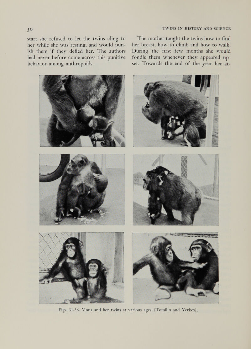 50 start she refused to let the twins cling to her while she was resting, and would pun¬ ish them if they defied her. The authors had never before come across this punitive behavior among anthropoids. Figs. 31-36. Alona and her twins at TWINS IN HISTORY AND SCIENCE The mother taught the twins how to find her breast, how to climb and how to walk. During the first few months she would fondle them whenever they appeared up¬ set. Towards the end of the year her at- L. ... ..     - . - ^ various ages (Tomilin and Yerkes).