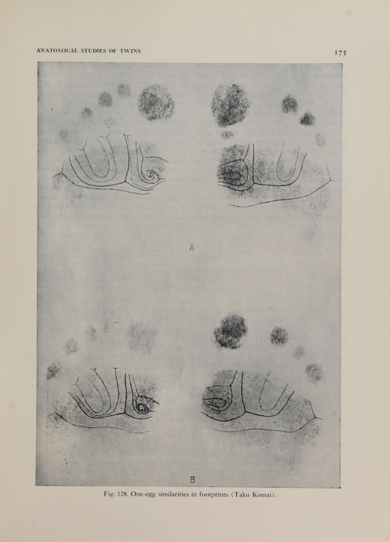 Fig. 128. One-egg similarities in footprints (Taku Komai).