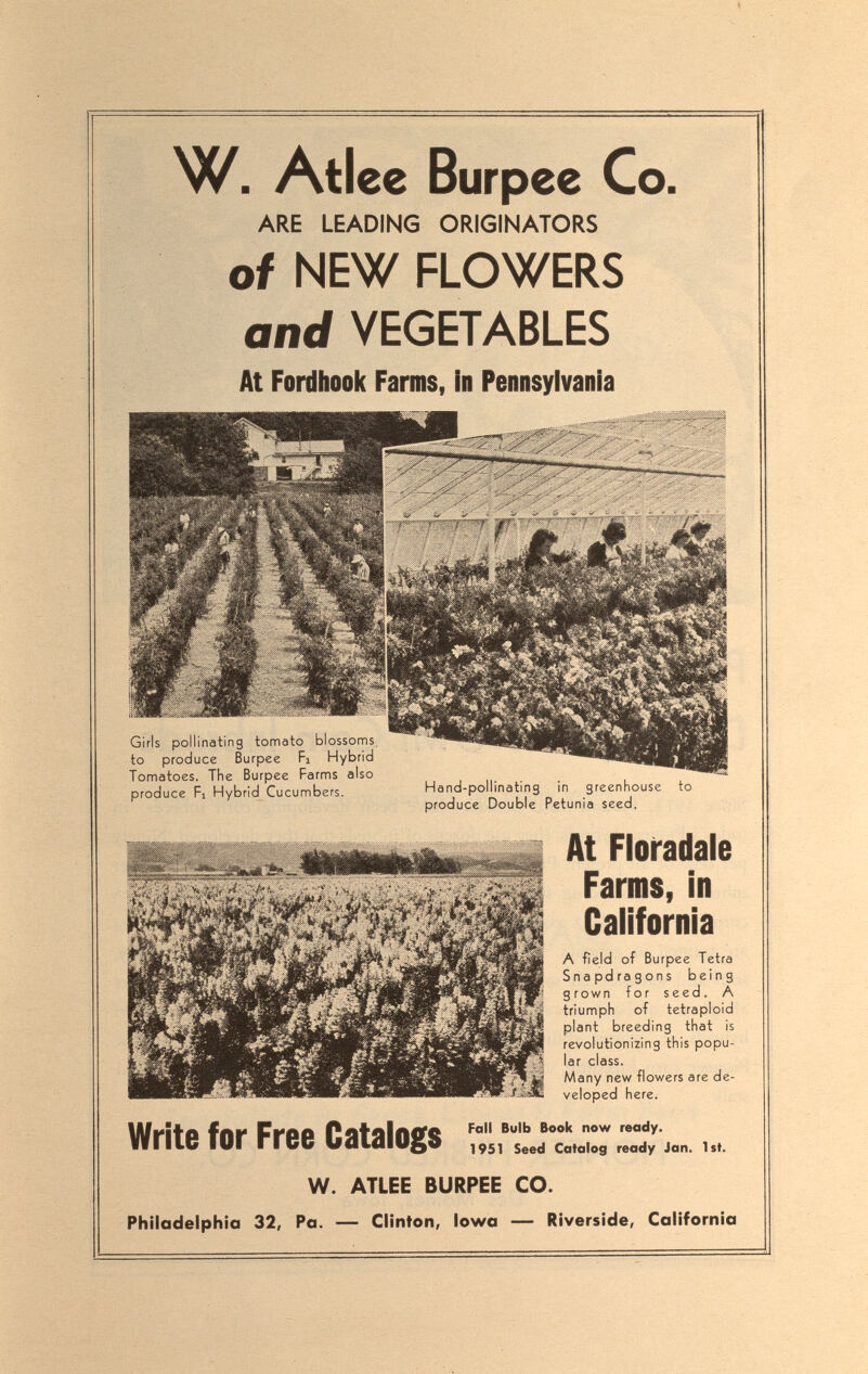 W. Atlee Burp ее Co. ARE LEADING ORIGINATORS of NEW FLOWERS and VEGETABLES At Fordhook Farms, in Pennsylvania Girls pollinating tonnato blossoms, to produce Burpee Fi Hybrid Tomatoes. The Burpee Farms also produce Fl Hybrid Cucumbers. Write for Free Catalogs ; Hand-pollinating in greenhouse to produce Double Petunia seed. At Floradale Farms, in California A field of Burpee Tetra Snapdragons being grown for seed. A triumph of tetraploid plant breeding that is revolutionizing this popu¬ lar class. Many new flowers are de¬ veloped here. Fall Bulb Book now ready. 951 Seed Catalog ready Jan. 1st. W. ATLEE BURPEE CO. Philadelphia 32, Pa. — Clinton, Iowa — Riverside, California