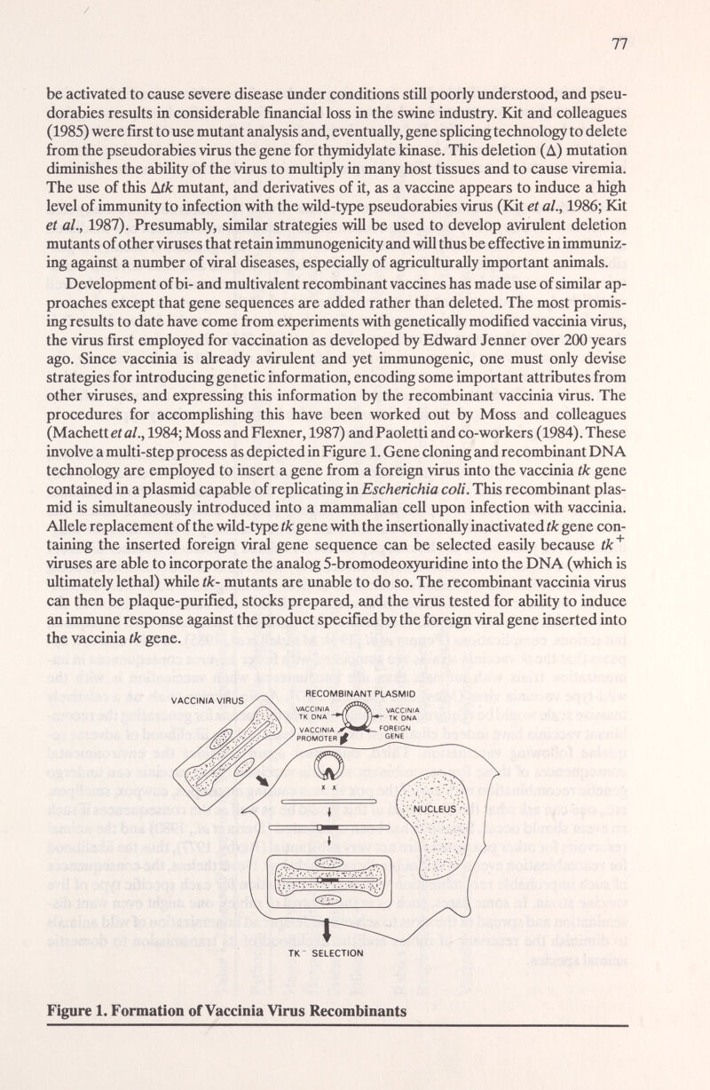 77 be activated to cause severe disease under conditions stUl poorly understood, and Pseu¬ dorabies results in considerable financial loss in the swine industry. Kit and colleagues (1985) were first to use mutant analysis and, eventually, gene splicing technology to delete from the Pseudorabies virus the gene for thymidylate kinase. This deletion (Д) mutation diminishes the ability of the virus to multiply in many host tissues and to cause viremia. The use of this Mk mutant, and derivatives of it, as a vaccine appears to induce a high level of immunity to infection with the wUd-type Pseudorabies virus (Kit et al., 1986; Kit et al., 1987). Presumably, similar strategies wiU be used to develop avirulent deletion mutants of other viruses that retain immunogenicity and will thus be effective in immuniz¬ ing against a number of viral diseases, especially of agriculturally important animals. Development of bi- and multivalent recombinant vaccines has made use of similar ap¬ proaches except that gene sequences are added rather than deleted. The most promis¬ ing results to date have come from experiments with genetically modified vaccinia virus, the virus first employed for vaccination as developed by Edward Jenner over 200 years ago. Since vaccinia is already avirulent and yet immunogenic, one must only devise strategies for introducing genetic information, encoding some important attributes from other viruses, and expressing this information by the recombinant vaccinia virus. The procedures for accomplishing this have been worked out by Moss and colleagues (Machett et al., 1984; Moss and Flexner, 1987) and Paoletti and co-workers (1984). These involve a multi-step process as depicted in Figxire 1. Gene cloning and recombinant DNA technology are employed to insert a gene from a foreign virus into the vaccinia tk gene contained in a plasmid capable of repUcating in£5c/ienc/i/û coli. This recombinant plas- mid is simultaneously introduced into a mammalian cell upon infection with vaccinia. Allele replacement of the wild-type tk gene with the insertionally inactivated tk gene con¬ taining the inserted foreign viral gene sequence сгш be selected easily because tk^ viruses are able to incorporate the analog 5-bromodeoxyuridine into the DNA (which is ultimately lethal) while tk- mutants are unable to do so. The recombinant vaccinia virus can then be plaque-purified, stocks prepared, and the virus tested for ability to induce an immune response against the product specified by the foreign viral gene inserted into the vaccinia tk gene. Figure 1. Formation of Vaccinia Virus Recombinants