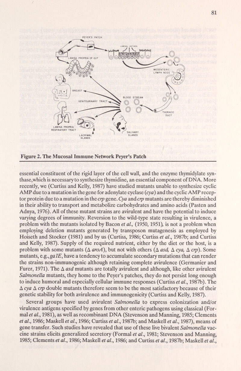 81 PEYER'S PATCH Figure 2. The Mucosal Immune Network Peyer's Patch essential constituent of the rigid layer of the cell wall, and the enzyme thymidylate syn¬ thase,which is necessary to synthesize thymidine, an essential component of DNA. More recently, we (Curtiss and Kelly, 1987) have studied mutants unable to sjmthesize cyclic AMP due to a mutation in the gene for adenylate cyclase (cya) and the cyclic AMP recep¬ tor protein due to a mutation in the crp gene. Cya and crp mutcmts are thereby diminished in their abihty to transport £md metabolize carbohydrates and amino acids (Pasten and Adnya, 1976). All of these mutant stradns £ire avirulent and have the potential to induce varying degrees of immunity. Reversion to the wild-type state resulting in virulence, a problem with the mutants isolated by Bacon et al, (1950,1951), is not a problem when employing deletion mutants generated by transposon mutagenesis as employed by Hoiseth and Stocker (1981) and by us (Cmtiss, 1986; Curtiss et al., 1987b; and Curtiss and Kelly, 1987). Supply of the required nutrient, either by the diet or the host, is a problem with some mutants (Д aroA), but not with others (Д asd, Д cya, Д crp). Some mutants, e.g.,galE, have a tendency to accumulate secondary mutations that can render the strains non-immunogenic although retaining complete avirulence (Germanier and Purer, 1971). The Д asd mutants are totally avirulent and tilthough, like other avirulent Salmonella mutants, they home to the Peyer's patches, they do not persist long enough to induce humoral and especially cellular immune responses (Curtiss et al., 1987b). The Д cya Д crp double mutants therefore seem to be the most satisfactory because of their genetic stability for both avirulence and immunogenicity (Curtiss and Kelly, 1987). Severid groups have used avirulent Salmonella to express colonization £md/or virulence antigens specified by genes from other enteric pathogens using classical (For¬ mal et al., 1981), as well as recombinant DNA (Stevenson and Manning, 1985; Clements et al., 1986; Maskell et al., 1986; Curtiss et al., 1987b; and MaskeU et al., 1987), means of gene transfer. Such studies have revealed that use of these live bivalent Salmonella vac¬ cine strains elicits generalized secretory (Formal et al., 1981; Stevenson and Manning, 1985; Clements et al., 1986; Maskell et al., 1986; and Curtiss et al., 1987b; Maskell et al.,