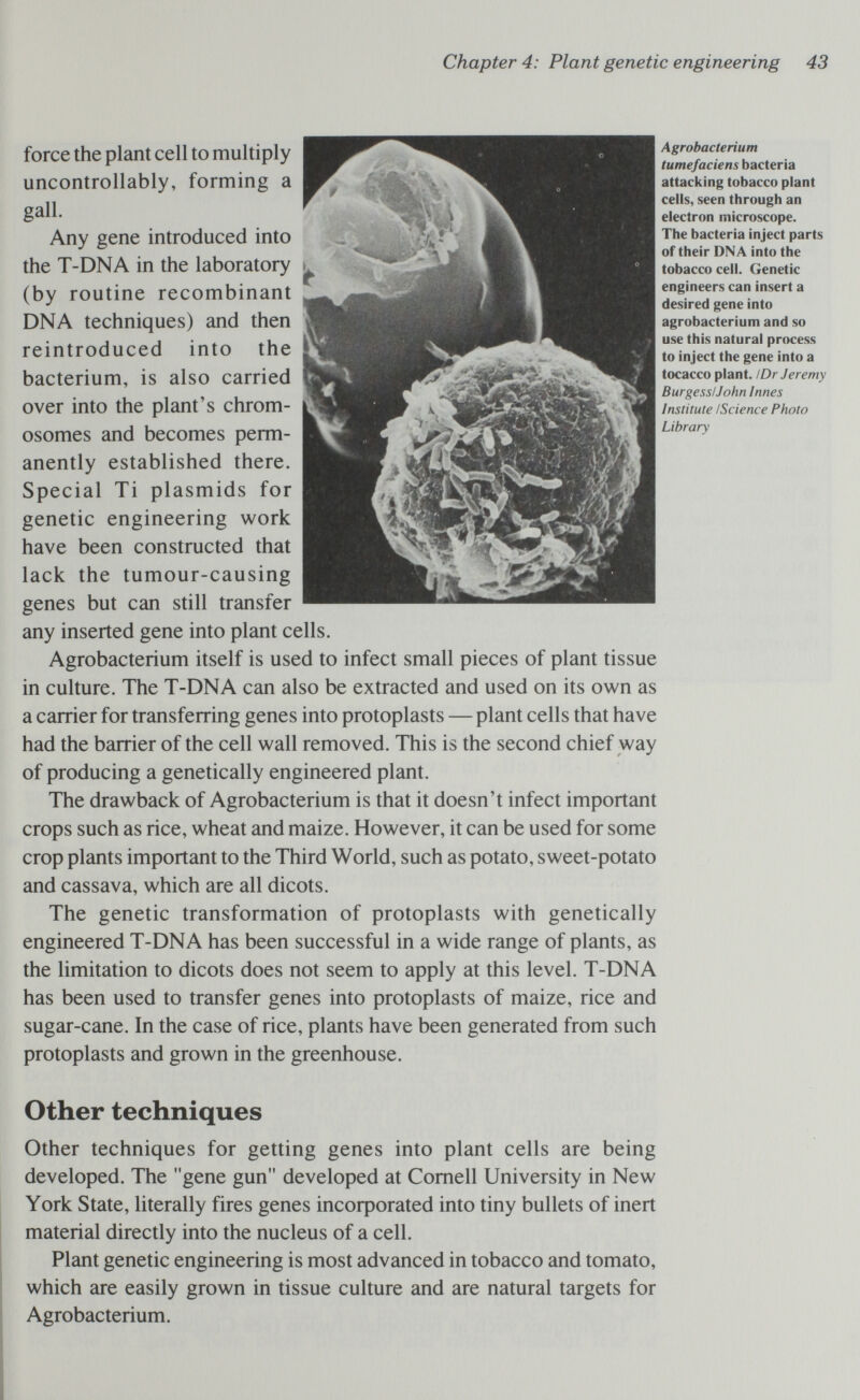 Chapter 4: Plant genetic engineering 43 force the plant cell to multiply uncontrollably, forming a gall. Any gene introduced into the T-DNA in the laboratory (by routine recombinant DNA techniques) and then reintroduced into the bacterium, is also carried over into the plant's chrom¬ osomes and becomes perm¬ anently established there. Sp ecial Ti Plasmids for genetic engineering work have been constructed that lack the tumour-causing genes but can still transfer any inserted gene into plant cells. Agrobacterium itself is used to infect small pieces of plant tissue in culture. The T-DNA can also be extracted and used on its own as a carrier for transferring genes into protoplasts — plant cells that have had the barrier of the cell wall removed. This is the second chief way of producing a genetically engineered plant. The drawback of Agrobacterium is that it doesn't infect important crops such as rice, wheat and maize. However, it can be used for some crop plants important to the Third World, such as potato, sweet-potato and cassava, which are all dicots. The genetic transformation of protoplasts with genetically engineered T-DNA has been successful in a wide range of plants, as the limitation to dicots does not seem to apply at this level. T-DNA has been used to transfer genes into protoplasts of maize, rice and sugar-cane. In the case of rice, plants have been generated from such protoplasts and grown in the greenhouse. Agrobacterium tumefaciens bacteria attacking tobacco plant cells, seen through an electron microscope. The bacteria inject parts of their DNA into the tobacco cell. Genetic engineers can insert a desired gene into agrobacterium and so use this natural process to inject the gene into a tocacco plant. I Dr Jeremy Burgess/John Innes Institute ¡Science Photo Library Other techniques Other techniques for getting genes into plant cells are being developed. The gene gun developed at Cornell University in New York State, literally fires genes incoфorated into tiny bullets of inert material directly into the nucleus of a cell. Plant genetic engineering is most advanced in tobacco and tomato, which are easily grown in tissue culture and are natural targets for Agrobacterium.