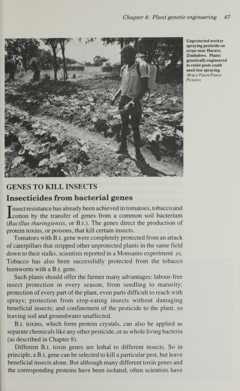 Chapter 4: Plant genetic engineering 47 to resist pests could need less spraying. IBruce PatonIPanos Pictures crops near Harare, Zimbabwe. Plants Unprotected worker spraying pesticide on genetically engineered GENES TO KILL INSECTS Insecticides from bacterial genes Insect resistance has already been achieved in tomatoes, tobacco and cotton by the transfer of genes from a common soil bacterium {Bacillus thuringiensis, or B.t.). The genes direct the production of protein toxins, or poisons, that kill certain insects. Tomatoes with B.t. gene were completely protected from an attack of cateфillars that stripped other unprotected plants in the same field down to their stalks, scientists reported in a Monsanto experiment [6]. Tobacco has also been successfully protected from the tobacco homworm with a B.t. gene. Such plants should offer the farmer many advantages: labour-free insect protection in every season, from seedling to maturity; protection of every part of the plant, even parts difficult to reach with sprays; protection from crop-eating insects without damaging beneficial insects; and confinement of the pesticide to the plant, so leaving soil and groundwater unaffected. B.t. toxins, which form protein crystals, can also be applied as separate chemicals like any other pesticide, or as whole living bacteria (as described in Chapter 8). Different B.t. toxin genes are lethal to different insects. So in principle, a B.t. gene can be selected to kill a particular pest, but leave beneficial insects alone. But although many different toxin genes and the corresponding proteins have been isolated, often scientists have