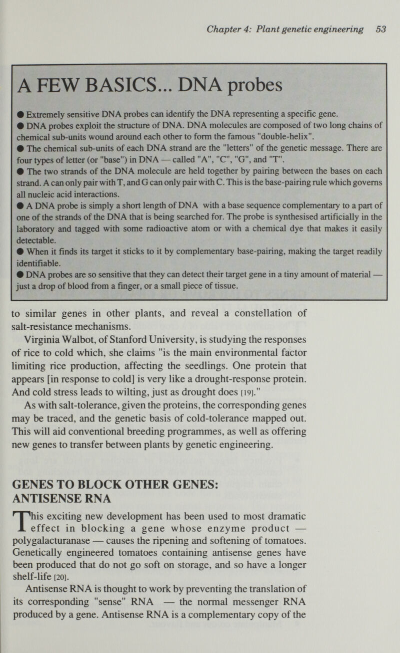 Chapter 4: Plant genetic engineering 53 A FEW BASICS... DNA probes # Extremely sensitive DNA probes can identify the DNA representing a specific gene. # DNA probes exploit the structure of DNA. DNA molecules are composed of two long chains of chemical sub-units wound around each other to form the famous double-helix. # The chemical sub-units of each DNA strand are the letters of the genetic message. There are four types of letter (or base) in DNA — called A, C, G, and T. # The two strands of the DNA molecule are held together by pairing between the bases on each strand. A can only pair with T, and G can only pair with C. This is the base-pairing rule which governs all nucleic acid interactions. # A DNA probe is simply a short length of DNA with a base sequence complementary to a part of one of the strands of the DNA that is being searched for. The probe is synthesised artificially in the laboratory and tagged with some radioactive atom or with a chemical dye that makes it easily detectable. # When it finds its target it sticks to it by complementary base-pairing, making the target readily identifiable. # DNA probes are so sensitive that they can detect their target gene in a tiny amount of material — just a drop of blood from a finger, or a small piece of tissue. to similar genes in other plants, and reveal a constellation of salt-resistance mechanisms. Virginia Walbot, of Stanford University, is studying the responses of rice to cold which, she claims is the main environmental factor limiting rice production, affecting the seedlings. One protein that appears [in response to cold] is very like a drought-response protein. And cold stress leads to wilting, just as drought does [19]. As with salt-tolerance, given the proteins, the corresponding genes may be traced, and the genetic basis of cold-tolerance mapped out. This will aid conventional breeding programmes, as well as offering new genes to transfer between plants by genetic engineering. GENES TO BLOCK OTHER GENES: ANTISENSE RNA This exciting new development has been used to most dramatic effect in blocking a gene whose enzyme product — polygalacturanase — causes the ripening and softening of tomatoes. Genetically engineered tomatoes containing antisense genes have been produced that do not go soft on storage, and so have a longer shelf-life [20]. Antisense RNA is thought to work by preventing the translation of its corresponding sense RNA — the normal messenger RNA produced by a gene. Antisense RNA is a complementary copy of the