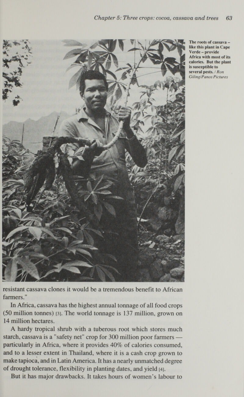 Chapter 5: Three crops: cocoa, cassava and trees 63 resistant cassava clones it would be a tremendous benefit to African farmers. In Africa, cassava has the highest annual tonnage of all food crops (50 million tonnes) [3]. The world tonnage is 137 million, grown on 14 million hectares. A hardy tropical shrub with a tuberous root which stores much starch, cassava is a safety net crop for 300 million poor farmers — particularly in Africa, where it provides 40% of calories consumed, and to a lesser extent in Thailand, where it is a cash crop grown to make tapioca, and in Latin America. It has a nearly unmatched degree of drought tolerance, flexibility in planting dates, and yield [4]. But it has major drawbacks. It takes hours of women's labour to The roots of cassava - like this plant in Cape Verde - provide Africa with most of its calories. But the plant is susceptible to several pests. / Ron Giling/Panos Pictures