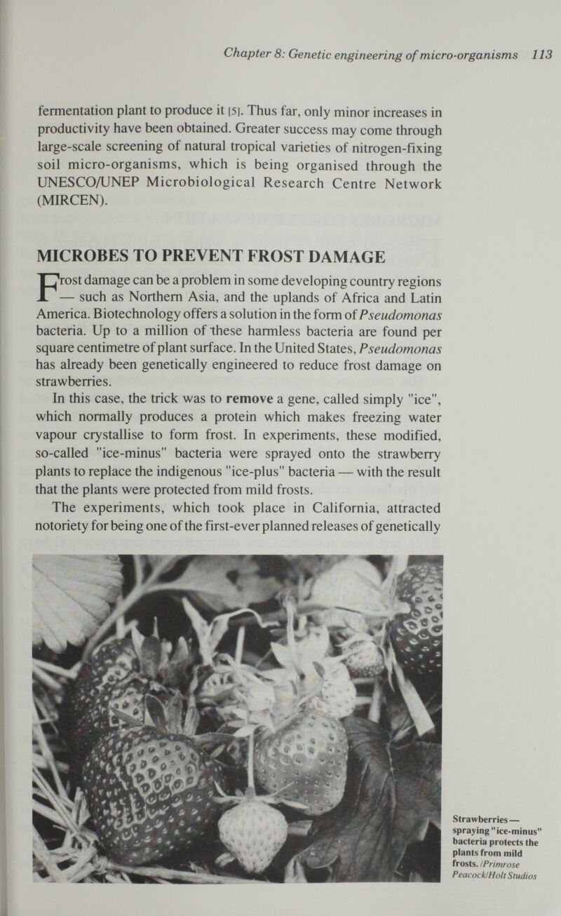 Chapter 8: Genetic engineering of micro-organisms 113 fermentation plant to produce it [5]. Thus far, only minor increases in productivity have been obtained. Greater success may come through large-scale screening of natural tropical varieties of nitrogen-fixing soil micro-organisms, which is being organised through the UNESCO/UNEP Microbiological Research Centre Network (MIRCEN). MICROBES TO PREVENT FROST DAMAGE Frost damage can be a problem in some developing country regions — such as Northern Asia, and the uplands of Africa and Latin America. Biotechnology offers a solution in the form of Pseudomonas bacteria. Up to a million of these harmless bacteria are found per square centimetre of plant surface. In the United States, Pseudomonas has already been genetically engineered to reduce frost damage on strawberries. In this case, the trick was to remove a gene, called simply ice, which normally produces a protein which makes freezing water vapour crystallise to form frost. In experiments, these modified, so-called ice-minus bacteria were sprayed onto the strawberry plants to replace the indigenous ice-plus bacteria — with the result that the plants were protected from mild frosts. The experiments, which took place in California, attracted notoriety for being one of the first-ever planned releases of genetically Strawberries — spraying ice-minus bacteria protects the plants from mild frosts. I Primrose Peacock/Holt Studios