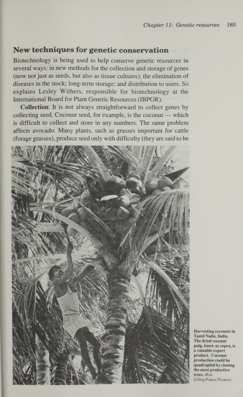 Chapter 11: Genetic resources 165 New techniques for genetic conservation Biotechnology is being used to help conserve genetic resources in several ways: in new methods for the collection and storage of genes (now not just as seeds, but also as tissue cultures); the elimination of diseases in the stock; long-term storage; and distribution to users. So explains Lesley Withers, responsible for biotechnology at the International Board for Plant Genetic Resources (IBPGR). Collection: It is not always straightforward to collect genes by collecting seed. Coconut seed, for example, is the coconut — which is difficult to collect and store in any numbers. The same problem affects avocado. Many plants, such as grasses important for cattle (forage grasses), produce seed only with difficulty (they are said to be Harvesting coconuts in Tamil Nadu, India. The dried coconut pulp, know as copra, is a valuable export product Coconut production could be quadrupled by cloning the most productive trees. I Ron Giling!Panos Pictures