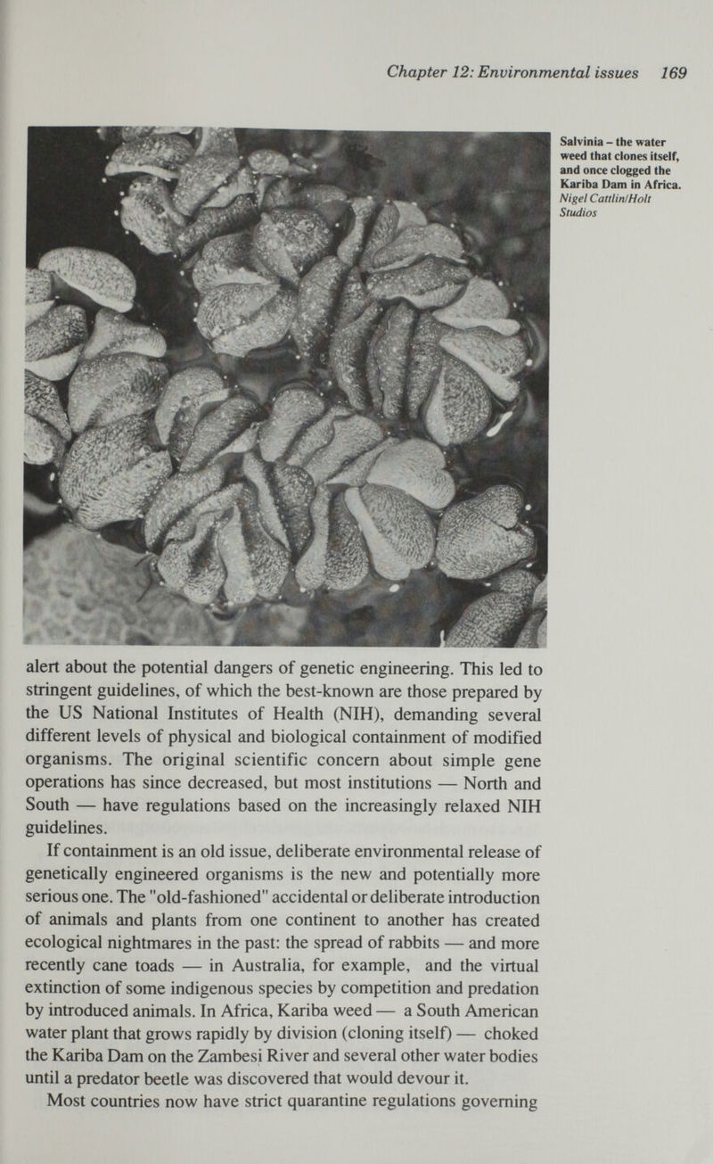 Chapter 12: Environmental issues 169 alert about the potential dangers of genetic engineering. This led to stringent guidelines, of which the best-known are those prepared by the US National Institutes of Health (NIH), demanding several different levels of physical and biological containment of modified organisms. The original scientific concern about simple gene operations has since decreased, but most institutions — North and South — have regulations based on the increasingly relaxed NIH guidelines. If containment is an old issue, deliberate environmental release of genetically engineered organisms is the new and potentially more serious one. The old-fashioned accidental or deliberate introduction of animals and plants from one continent to another has created ecological nightmares in the past: the spread of rabbits — and more recently cane toads — in Australia, for example, and the virtual extinction of some indigenous species by competition and prédation by introduced animals. In Africa, Kariba weed — a South American water plant that grows rapidly by division (cloning itself) — choked the Kariba Dam on the Zambesi River and several other water bodies until a predator beetle was discovered that would devour it. Most countries now have strict quarantine regulations governing Salvinia - the water weed that clones itself, and once clogged the Kariba Dam in Africa. Nigel CattliniHolt Studios