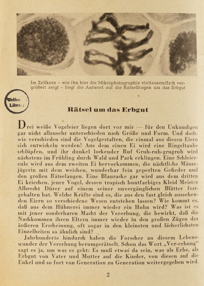 Im Zellkern - wie ihn hier die Mikrophotographie vieltausendfach ver- größert zeigt - liegt die Antwort auf die Rätselfragen um das Erbgut Relico Л librai > у У Rätsel um das Ertogut D'■ . rei weiße Vogeleier liegen dort vor mir — für den Unkundige« gar nicht allzusehr unterschieden nach Größe und Form. Und doch: wie verschieden sind die Vogelgestalten, die einmal aus diesen Eiern sich entwickeln werden! Aus dem einen Ei wird eine Ringeltaube schlüpfen, und ihr dunkel lockender Ruf Gruh-ruh-grugruh wird nächstens im Frühling durch Wald und Park erklingen. Eine Schleier¬ eule wird aus dem zweiten Ei hervorkommen, die nächtliche Mäuse- jägerin mit dem weichen, wunderbar fein geperlten Gefieder und den großen Rätselaugen. Eine Blauracke gar Avird aus dem dritten Ei kriechen, jener Vogel, dessen tropisch buntfarbiges Kleid Meister Albrecht Dürer auf einem seiner unvergänglichen Blätter fest¬ gehalten hat. Welche Kräfte sind es, die aus den fast gleich aussehen¬ den Eiern so verschiedene Wesen entstehen lassen? Wie kommt es, daß aus dem Hühnerei immer wieder ein Huhn wird? Was ist es mit jener sonderbaren Macht der Л^ererbung, die bewirkt, daß die Nachkommen ihren Eltern immer wieder in den großen Zügen der äußeren Erscheinung, oft sogar in den kleinsten und lächerlichsten Einzelheiten so ähnlich sind? Jahrhunderte hindurch haben die Forscher an diesem Lebens¬ wunder der Vererbung herumgerätselt. Schon das Wort „Ver-erbung sagt es ja, um was es geht: Es muß etwas' da sein, was als Erbe, als Erbgut von Vater und Mutter auf die Kinder, von diesen auf die î^nkel und so fort von Generation zu Generation weitergegeben wird. 2