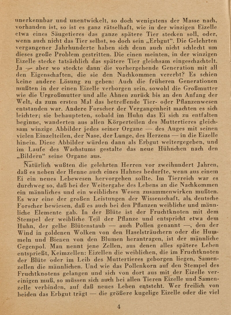 unerkennbar und unentwickelt, so doch wenigstens der Masse nach, vorhanden ist, so ist es ganz rätselhaft, wie in der winzigen Eizelle etwa eines Säugetieres das ganze spätere Tier stecken soll, oder, wenn auch nicht das Tier selbst, so doch sein „Erbgut. Die Gelehrten vergangener Jahrhunderte haben sich denn auch nicht schlecht um dieses große Problem gestritten. Die einen meinten, in der winzigen Eizelle stecke tatsächlich das spätere Tier ¡gleichsam eingeschachtelt. Ja -3?- aber wo steckte dann die vorhergehende Generation mit all den Eigenschaften, die sie den Nachkommen vererbt? Es schien keine andere Lösung zu geben: Auch die früheren Generationen mußten in der einen Eizelle verborgen sein, sowohl die Großmutter wie die Urgroßmutter und alle Ahnen zurück bis an den Anfang der Welt, da zum ersten Mal das betreffende Tier- oder Pflanzenwesen entstanden war. Andere Forscher der Vergangenheit machten es sich leichter; sie behaupteten, sobald im Huhn das Ei sich zu entfalten beginne, wanderten aus allen Körperteilen des Muttertieres gleich¬ sam winzige Abbilder jedes seiner Organe — des Auges mit seinen vielen Einzelteilen, der Nase, der Lunge, des Herzens — in die Eizelle hinein. Diese Abbilder würden dann als Erbgut weitergegeben, und im Laufe des Wachstums gestalte das neue Hühnchen nach den „Bildern seine Organe aus. Natürlich wußten die gelehrten Herren vor zweihundert Jahren, daß es neben der Henne auch eines Hahnes bedurfte, wenn aus einem Ei ein neues Lebewesen hervorgehen sollte. Im Tierreich war es durchweg so, daß bei der Weitergabe des Lebens an die Nachkommen ein männliches und ein weibliches Wesen zusammenwirken mußten. Es war eine der großen Leistungen der Wissenschaft, als deutsche forscher bewiesen, daß es auch bei den Pflanzen weibliche und männ- lidie Elemente gab. In der Blüte ist der Fruchtknoten mit dem Stempel der weibliche Teil der Pflanze und entspricht etwa dem Huhn, der gelbe Blütenstaub — auch Pollen genannt —, den der Wind in goldenen Wolken von den Haselsträuchern oder die Hum¬ meln und Bienen von den Blumen herantragen, ist der männliche Gegenpol. Man nennt jene Zellen, aus denen alles spätere Leben entsprießt, Keimzellen: Eizellen die weiblichen, die im Fruchtknoten der Blüte oder im Leib des Muttertieres geborgen liegen, Samen¬ zellen die männlichen. Und wie das Pollenkorn auf den Stempel des Fruchtknotens gelangen und sich von dort aus mit der Eizelle ver¬ einigen muß, so müssen sich auch bei allen Tieren Eizelle und Samen¬ zelle verbinden, auf daß neues Leben entsteht. Wer freilich von beiden das Erbgut trägt — die größere kugelige Eizelle oder die viel