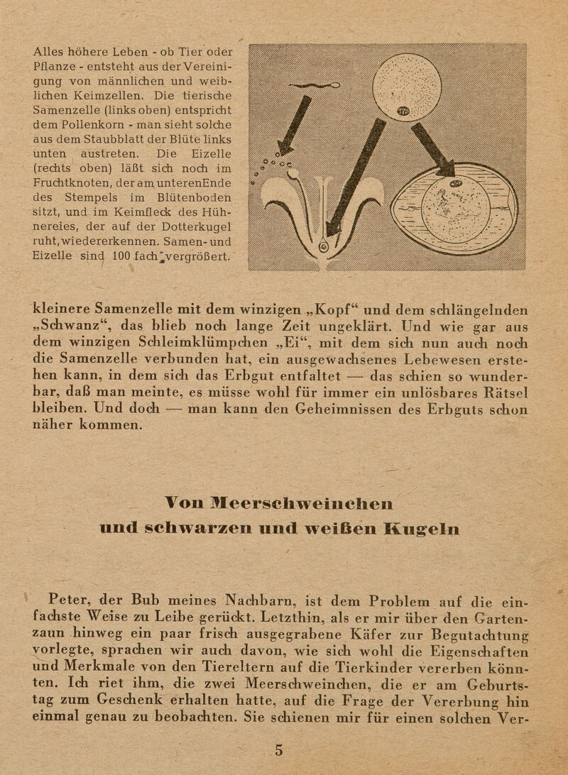 Alles höhere Leben - ob Tier oder Pflanze - entsteht aus der Vereini¬ gung von männlichen und weib¬ lichen Keimzellen. Die tierische Samenzelle (links oben) entspricht dem Pollenkorn - man sieht solche aus dem Staubblatt der Blüte links unten austreten. Die Eizelle (rechts oben) läßt sich noch im Fruchtknoten, der amunterenEnde des Stempels im Blütenboden sitzt, und im Keimfleck des Hüh¬ nereies, der auf der Dotterkugel ruht,wiedererkennen. Samen-und Eizelle sind 100 fach^vergrößert. kleinere Samenzelle mit dem winzigen „Kopf und dem schlängelnden „Sdhwanz, das blieb noch lange Zeit ungeklärt. Und wie gar aus dem winzigen Schleimklümpchen „Ei, mit dem sich nun auch noch die Samenzelle verbunden hat, ein ausgewachsenes Lebewesen erste¬ hen kann, in dem sich das Erbgut entfaltet — das schien so wunder¬ bar, daß man meinte, es müsse wohl für immer ein unlösbares Rätsel bleiben. Und doch — man kann den Geheimnissen des Erbguts schon näher kommen. Von Meerscliweinchen und schwarzen und weißen Kugeln Peter, der Bub meines Nachbarn, ist dem Problem auf die ein¬ fachste Weise zu Leibe gerückt. Letzthin, als er mir über den Garten¬ zaun hinweg ein paar frisch ausgegrabene Käfer zur Begutachtung vorlegte, sprachen wir auch davon, wie sich wohl die Eigenschaften und Merkmale von den Tiereltern auf die Tierkinder vererben könn¬ ten. Ich riet ihm, die zwei Meerschweindien, die er am Geburts¬ tag zum Geschenk erhalten hatte, auf die Frage der Vererbung hin einmal genau zu beobachten. Sie schienen mir für einen solchen Ver- 5