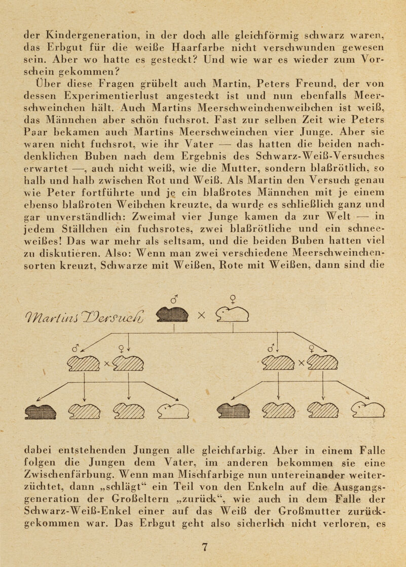 der Kindergeneration, in der doch alle gleichförmig schwarz waren, das Erbgut für die weiße Haarfarbe nicht verschwunden gewesen sein. Aber wo hatte es gesteckt? Und wie war es wieder zum Vor¬ schein gekommen? Uber diese Fragen grübelt auch Martin, Peters Freund, der von dessen Experimentierlust angesteckt ist und nun ebenfalls Meer¬ schweinchen hält. Auch Martins Meerschweinchenweibchen ist weiß, das Männchen aber schön fuchsrot. Fast zur selben Zeit wie Peters Paar bekamen auch Martins Meerschweinchen vier Junge. Aber sie waren nicht fuchsrot, wie ihr Vater — das hatten die beiden nach¬ denklichen Buben nach dem Ergebnis des Schwarz-Weiß-Versuches erwartet —, auch nicht weiß, wie die Mutter, sondern blaßrötlich, so halb und halb zwischen Rot und Weiß. Als Martin den Versuch genau лvie Peter fortführte und je ein blaßrotes Männchen mit je einem ebenso blaßroten Weibchen kreuzte, da wurde es schließlich ganz und gar unverständlich: Zweimal vier Junge kamen da zur Welt — in jedem Ställchen ein fuchsrotes, zwei blaßrötliche und ein schnee¬ weißes! Das war mehr als seltsam, und die beiden Buben hatten viel zu diskutiéren. Also: Wenn man zwei verschiedene Meerschweinchen¬ sorten kreuzt. Schwarze mit Weißen, Rote mit Weißen, dann sind die cf .$ ^l[9e4rSvLxi/b Шх ^ dabei entstehenden Jungen alle gleichfarbig. Aber in einem Falle folgen die Jungen dem Vater, im anderen bekommen sie eine Zwischenfärbung. Wenn man Mischfarbige nun untereinander weiter¬ züchtet, dann „schlägt ein Teil von den Enkeln auf die Ausgangs¬ generation der Großeltern „zurück, wie auch in dem Falle der Schwarz-Weiß-Enkel einer auf das Weiß der Großmutter zurück¬ gekommen war. Das Erbgut geht also sicherlich nicht verloren, es 7