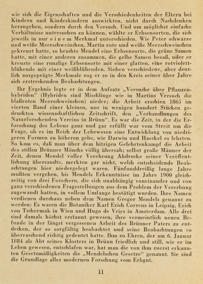 wie sich die Eigensebaften und die Versíáiiedenheiten der Eltern bei Kindern und Kindeskindern auswirkten, nicht durch Nachdenken herangehen, sondern durch den Versuch. Und um möglichst einfache Verhältnisse untersuchen zu können, wählte er Erbsensorten, die sich jeweils in nur einem Merkmal unterschieden. Wie Peter schwarze und weiße Meerschweinchen, Martin rote und weiße Meerschweinchen gekreuzt hatte, so brachte Mendel eine Erbsensorte, die grüne Samen hatte, mit einer anderen zusammen, die gelbe Samen besaß, oder er kreuzte eine runzlige Erbsensorte mit einer glatten, eine rotviolett- blühende mit einer weißblühenden. Sieben verschiedene, aber deut¬ lich ausgeprägte Merkmale zog er so in den Kreis seiner über Jahre sich erstreckenden Beobachtungen. Ihr Ergebnis legte er in dem Aufsatz „Versuche über Pflanzen¬ hybriden (Hybriden sind Mischlinge wie in Martins Versuch die bJaßroten Meerschweinchen) nieder; die Arbeit erschien 1865 im vierten Band einer kleinen, nur in wenigen hundert Stücken ge¬ druckten wissenschaftlichen Zeitschrift, den „Verhandlungen des Naturforschenden Vereins in Brünn. Es war die Zeit, in der die Er¬ forschung des Lebens ganz und gar erfüllt war vom Streit um die Furage, ob es im Reich der Lebewesen eine Entwicklung von niedri¬ geren Formen zu höheren gebe, wie Darwin und Haeckel es lehrten. So kam es, daß man über dem hitzigen Gelehrtenkampf die Arbeit des stillen Brünner Mönchs völlig übersah; selbst große Männer der Zeit, denen Mendel voller Verehrung Abdrucke seiner Veröffent¬ lichung übersandte, merkten gar nicht, welch entscheidende Beob¬ achtungen hier niedergelegt waren. Fünfunddreißig lange Jahre mußten vergehen, bis Mendels Erkenntnisse im Jahre 1900 gleich¬ zeitig von drei Forschern, die sich unabhängig voneinander und von ganz verschiedenen Fragestellungen aus dem Problem der Vererbung zugewandt hatten, in vollem Umfange bestätigt wurden. Ihre Namen verdienen durchaus neben dem Namen Gregor Mendels genannt zu werden: Es waren die Botaniker Karl Erich Correns in Leipzig, Erich von Tschermak in Wien und Hugo de Vries in Amsterdam. Alle drei sind damals höchst erstaunt gewesen, ihre vermeintlich neuen Be¬ funde in der längst vergessenen Arbeit des Brünner Paters zu ent¬ decken, der so sorgfältig beobachtet und seine Beobachtungen so überraschend richtig gedeutet hatte. Ihm zu Ehren, der am 6. Januar 1884 als Abt seines Klosters in Brünn friedlich und still, wie er im Leben gewesen, entschlafen war, hat man die von ihm zuerst erkann¬ ten Gesetzmäßigkeiten die „Mendelschen Gesetze genannt. Sie sind die Grundlage aller modernen Forschung vom Erbgut. 11