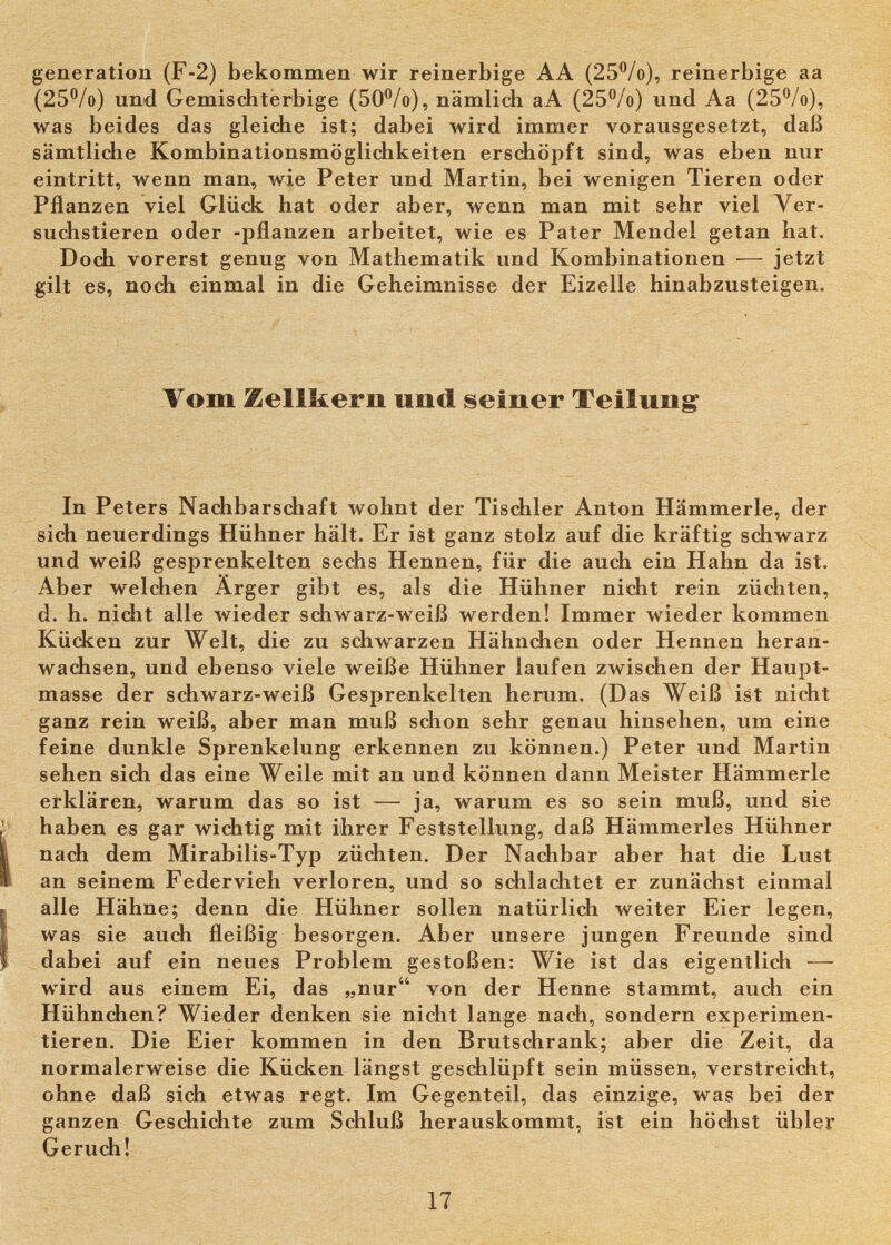 generation (F-2) bekommen wir reinerbige AA (25Vo), reinerbige aa (25®/o) und Gemischterbige (50®/o), nämlich aA (25Vo) und Aa (25Vo), was beides das gleiche ist; dabei wird immer vorausgesetzt, daß sämtliche Kombinationsmöglichkeiten erschöpft sind, was eben nur eintritt, wenn man, wie Peter und Martin, bei wenigen Tieren oder Pflanzen viel Glück hat oder aber, wenn man mit sehr viel Ver¬ suchstieren oder -pflanzen arbeitet, wie es Pater Mendel getan hat. Doch vorerst genug von Mathematik und Kombinationen — jetzt gilt es, noch einmal in die Geheimnisse der Eizelle hinabzusteigen. Vom Zellkerii und seiner Teilung In Peters Nachbarschaft wohnt der Tischler Anton Hämmerle, der sich neuerdings Hühner hält. Er ist ganz stolz auf die kräftig schwarz und weiß gesprenkelten sechs Hennen, für die auch ein Hahn da ist. Aber welchen Ärger gibt es, als die Hühner nicht rein züchten, d. h. nidit alle wieder schwarz-weiß werden! Immer wieder kommen Kücken zur Welt, die zu schwarzen Hähnchen oder Hennen heran¬ wachsen, und ebenso viele weiße Hühner laufen zwischen der Haupt¬ masse der schwarz-weiß Gesprenkelten herum. (Das Weiß ist nicht ganz rein weiß, aber man muß schon sehr genau hinsehen, um eine feine dunkle Sprenkelung erkennen zu können.) Peter und Martin sehen sich das eine Weile mit an und können dann Meister Hämmerle erklären, warum das so ist — ja, warum es so sein muß, und sie haben es gar wichtig mit ihrer Feststellung, daß Hämmerles Hühner nach dem Mirabilis-Typ züchten. Der Nachbar aber hat die Lust an seinem Federvieh verloren, und so schlachtet er zunächst einmal alle Hähne; denn die Hühner sollen natürlich weiter Eier legen, was sie auch fleißig besorgen. Aber unsere jungen Freunde sind dabei auf ein neues Problem gestoßen: Wie ist das eigentlich — wird aus einem Ei, das „nur von der Henne stammt, auch ein Hühnchen? Wieder denken sie nicht lange nach, sondern experimen¬ tieren. Die Eier kommen in den Brutschrank; aber die Zeit, da normalerweise die Kücken längst geschlüpft sein müssen, verstreicht, ohne daß sich etwas regt. Im Gegenteil, das einzige, was bei der ganzen Geschichte zum Schluß herauskommt, ist ein höchst übler Geruch! 17