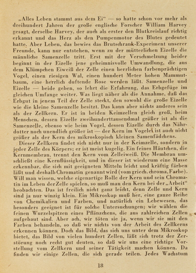 „All es Leben stammt aus dem Ei — so hatte schon vor mehr als dreihundert Jahren der große englische Forscher William Harvey gesagt, derselbe Harvey, der auch als erster den Blutkreislauf richtig erkannt und das Herz als den Pumpenmotor des Blutes gedeutet hatte. Aber Leben, das bewies das Brutschrank-Experiment unserer Freunde, kann nur entstehen, wenn zu der mütterlichen Eizelle die männliche Samenzelle tritt. Erst mit der Verschmelzung beider beginnt in der Eizelle jene geheimnisvolle Umwandlung, die aus dem Klümpchen Eiweiß der Zelle einen herrlichen farbenprächtigen Vogel, einen riesigen Wal, einen hundert Meter hohen Mammut¬ baum, eine herrlich duftende Rose werden läßt. Samenzelle und Eizelle — beide geben, so lehrt die Erfahrung, das Erbgefüge im gleichen Umfange weiter. Was liegt näher als die Annahme, daß das Erbgut in jenem Teil der Zelle steckt, den sowohl die große Eizelle wie die kleine Samenzelle besitzt. Das kann aber nichts anderes sein als der Zellkern. Er ist in beiden Keimzellen gleich groß, beim Menschen, dessen Eizelle zweihunderttausendmal größer ist als die Samenzelle, ebenso wie beim Vogel, dessen Eizelle durch das Nähr¬ dotter noch unendlich größer ist — der Kern im Vogelei ist auch nicht größer als der Kern des mikroskopisch kleinen Samenfädchens. Di eser Zellkern findet sich nicht nur in der Keimzelle, sondern in jeder Zelle d es Körpers; er ist meist kugelig. Ein feines Häutchen, die Kernmembran, trennt den Kern vom Zelleiweiß. Die Membran um¬ schließt eine Kernflüssigkeit, und in dieser ist wiederum eine Masse erkennbar, die sich mit geeigneten Mitteln leicht und kräftig färben läßt und deshalb Chromatin genannt wird (vom griech. chroma, Farbe). Will man wissen, welche eigenartige Rolle der Kern und sein Chroma¬ tin im Leben der Zelle spielen, so muß man den Kern bei der „Arbeit beobachten. Das ist freilich nicht ganz leicht, denn Zelle und Kern sind ja nur winzig klein. Ein Mikroskop muß her, eine ganze Reihe von Chemikalien und Farben, und natürlich ein Lebewesen, das besonders geeignet ist für solche Untersuchungen; wir wählen die feinen Wurzelspitzen eines Pflänzchens, die aus zahlreichen Zellen aufgebaut sind. Aber ach, wir töten sie ja, wenn wir sie mit den ^ Farben behandeln, so daß wir nichts von der Arbeit des Zellkerns erkennen können. Doch das Bild, das sich uns unter dem Mikroskop bietet, das Bild von vielen hundert Zellen, läßt sich trotz der Zer¬ störung noch recht gut deuten, so daß wir uns eine richtige Vor¬ stellung vom Zellkern und seiner Tätigkeit machen können. Da finden wir einige Zellen, die sich gerade teilen. Jedes Wachstum 18