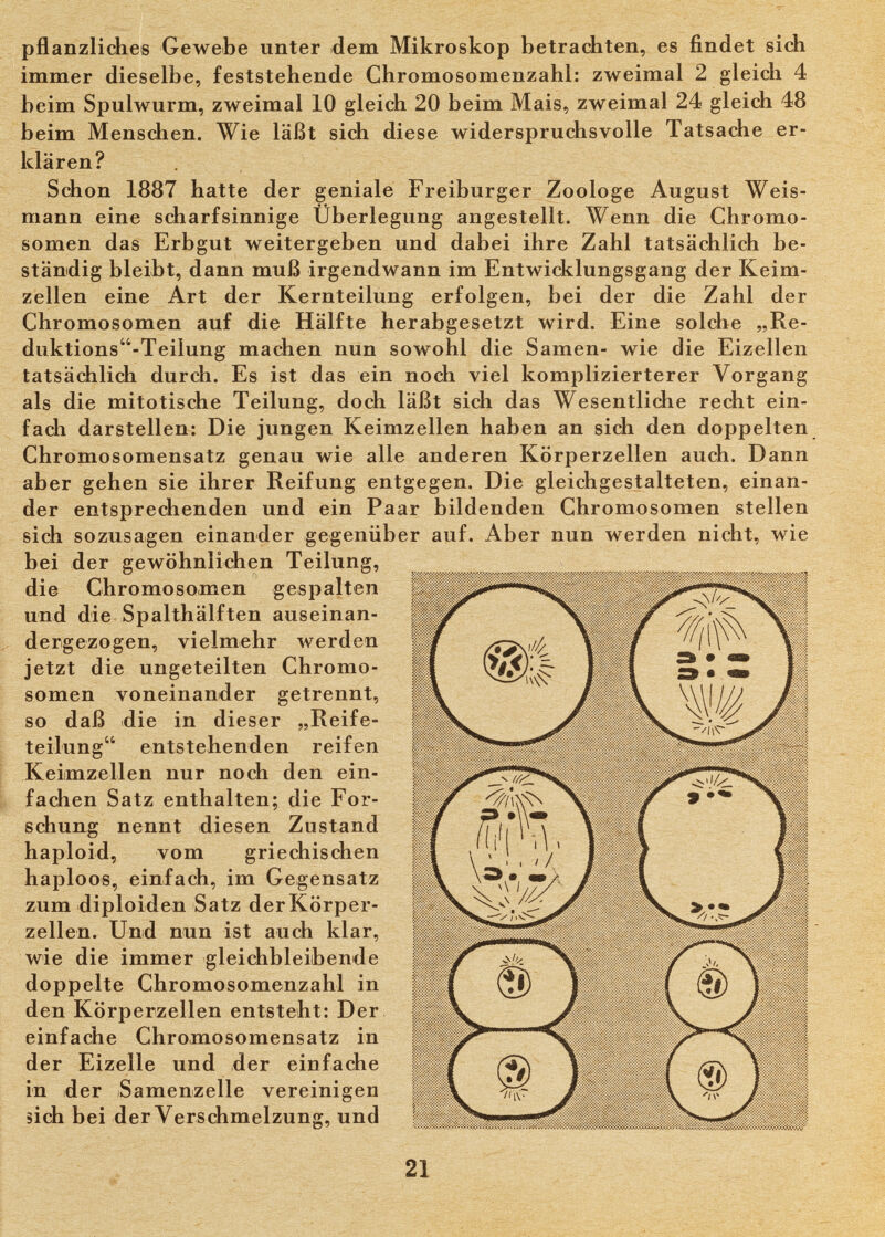 pflanzliches Gewebe unter idem Mikroskop betrachten, es findet sich immer dieselbe, feststehende Ghromosomenzahl: zweimal 2 gleich 4 beim Spulwurm, zweimal 10 gleich 20 beim Mais, zweimal 24 gleich 48 beim Menschen. Wie läßt sich diese widerspruchsvolle Tatsache er¬ klären? Schon 1887 hatte der geniale Freiburger Zoologe August Weis¬ mann eine scharfsinnige Überlegung angestellt. Wenn die Chromo¬ somen das Erbgut weitergeben und dabei ihre Zahl tatsächlich be¬ ständig bleibt, dann muß irgendwann im Entwicklungsgang der Keim¬ zellen eine Art der Kernteilung erfolgen, bei der die Zahl der Chromosomen auf die Hälfte herabgesetzt wird. Eine solche „Re- duktions-Teilung machen nun sowohl die Samen- wie die Eizellen tatsächlich durch. Es ist das ein noch viel komplizierterer Vorgang als die mitotische Teilung, doch läßt sich das Wesentliche recht ein¬ fach darstellen: Die jungen Keimzellen haben an sich den doppelten Chromosomensatz genau wie alle anderen Körperzellen auch. Dann aber gehen sie ihrer Reifung entgegen. Die gleichgestalteten, einan¬ der entsprechenden und ein Paar bildenden Chromosomen stellen sich sozusagen einander gegenüber auf. Aber nun werden nicht, wie bei der gewöhnlichen Teilung, die Chromosomen gespalten und die Spalthälften auseinan- ; dergezogen, vielmehr werden jetzt die ungeteilten Chromo¬ somen voneinander getrennt, so daß die in dieser „Reife¬ teilung entstehenden reifen Keimzellen nur noch den ein¬ fachen Satz enthalten; die For¬ schung nennt diesen Zustand haploid, vom griechischen haploos, einfach, im Gegensatz zum diploiden Satz der Körper¬ zellen. Und nun ist auch klar, wie die immer gleichbleibende doppelte Chromosomenzahl in den Körpenzellen entsteht: Der einfache Chromosomensatz in der Eizelle und der einfache in der Samenzelle vereinigen sich bei der Verschmelzung, und ' 21