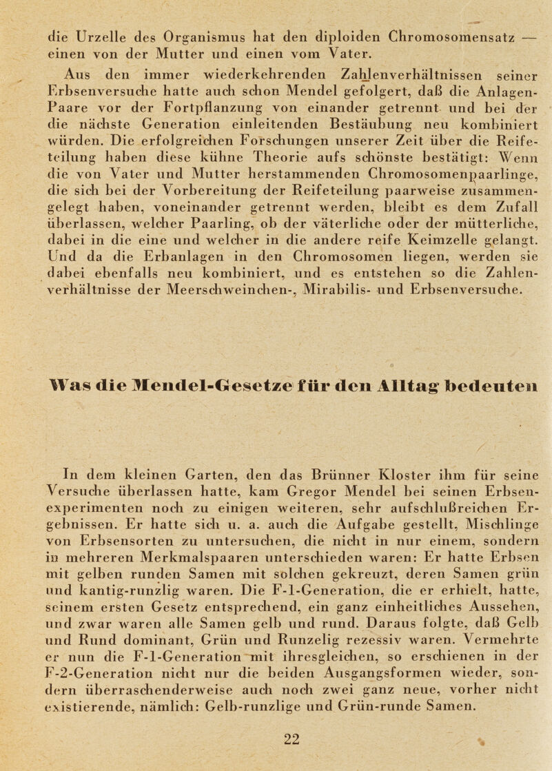 die Urzelle des Organismus hat den diploiden Chromosomensatz —- einen von der Mutter und einen vom Vater. Aus den immer wiederkehrenden Zahlenverhältnissen seiner Erbsenversuche hatte auch schon Mendel gefolgert, daß die Anlagen- Paare vor der Fortpflanzung von einander getrennt und bei der die nächste Generation einleitenden Bestäubung neu kombiniert würden. Die erfolgreichen Forschungen unserer Zeit über die Reife¬ teilung haben diese kühne Theorie aufs schönste bestätigt: Wenn die von Vater und Mutter herstammenden Chromosomenpaarlinge, die sich bei der Vorbereitung der Reifeteilung paarweise zusammen¬ gelegt haben, voneinander getrennt werden, bleibt es dem Zufall überlassen, welcher Paarling, ob der väterliche oder der mütterliche, dabei in die eine und welcher in die andere reife Keimzelle gelangt. Und da die Erbanlagen in den Chromosomen liegen, werden sie dabei ebenfalls neu kombiniert, und es entstehen so die Zahlen¬ verhältnisse der Meerschweinchen-, Mirabilis- und Erbsenversuche. Was die Mendel-Gesetze für den Alltag bedeuten In dem kleinen Garten, den das Brünner Kloster ihm für seine Versuche überlassen hatte, kam Gregor Mendel bei seinen Erbsen¬ experimenten noch zu einigen weiteren, sehr aufschlußreichen Er¬ gebnissen. Er hatte sich u. a. auch die Aufgabe gestellt, Mischlinge von Erbsensorten zu untersuchen, die nicht in nur einem, sondern in mehreren Merkmalspaaren unterschieden waren: Er hatte Erbsen mit gelben runden Samen mit solchen gekreuzt, deren Samen grün und kantig-runzlig waren. Die F-l-Generation, die er erhielt, hatte, seinem ersten Gesetz entsprechend, ein ganz einheitliches Aussehen, und zwar waren alle Samen gelb und rund. Daraus folgte, daß Gelb und Rund dominant, Grün und Runzelig rezessiv waren. Vermehrte er nun die F-l-Generation mit ihresgleichen, so erschienen in der F-2-Generation nicht nur die beiden Ausgangsformen wieder, son¬ dern überraschenderweise auch noch zwei ganz neue, vorher nicht existierende, nämlich: Gelb-runzlige und Grün-runde Samen. 22