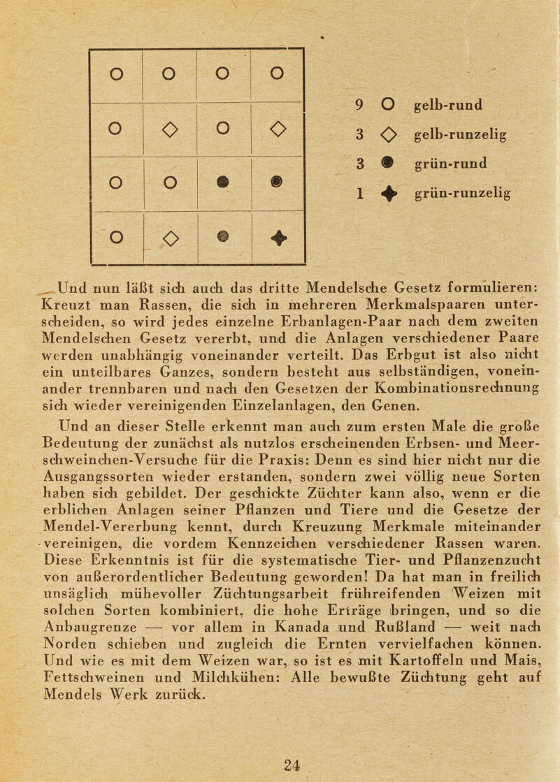 -*■  >' / s:âî«;» 9 O gelb-rund 3 ^ gelb-runzelig 3 Ф grün-rund 1 ^ grün-runzelig ^Und nun läßt sich auch das dritte Mendelsche Gesetz formulieren: Kreuzt man Rassen, die sich in mehreren Merkmalspaaren unter¬ scheiden, so wird jedes einzelne Erbanlagen-Paar nach dem zweiten Mendels'chen Gesetz vererbt, und die Anlagen verschiedener Paare werden unabhängig voneinander verteilt. Das Erbgut ist also nicht ein unteilbares Ganzes, sondern besteht aus selbständigen, vonein¬ ander trennbaren und nach den Gesetzen der Kombinationsrechnung sich wieder vereinigenden Einzelanlagen, den Genen. Und an dieser Stelle erkennt man auch zum ersten Male die große Bedeutung der zunächst als nutzlos erscheinenden Erbsen- und Meer¬ schweinchen-Versuche für die Praxis: Denn es sind hier nicht nur die Ausgangssorten wieder erstanden, sondern zwei völlig neue Sorten haben sich gebildet. Der geschickte Züchter kann also, wenn er die erblichen Anlagen seiner Pflanzen und Tiere und die Gesetze der Mendel-Vererbung kennt, durch Kreuzung Merkmale miteinander vereinigen, die vordem Kennzeichen verschiedener Rassen waren. Diese Erkenntnis ist für die systematische Tier- und Pflanzenzucht von außerordentlicher Bedeutung geworden! Da hat man in freilich unsäglich mühevoller Züchtungsarbeit frühreifenden Weizen mit solchen Sorten kombiniert, die hohe Erträge bringen, und so die Anbaugrenze — vor allem in Kanada und Rußland — weit nach Norden schieben und zugleich die Ernten vervielfachen können. Und wie es mit dem Weizen war, so ist es mit Kartoffeln und Mais, Fettschweinen und Milchkühen: Alle bewußte Züchtung geht auf Mendels Werk zurück.