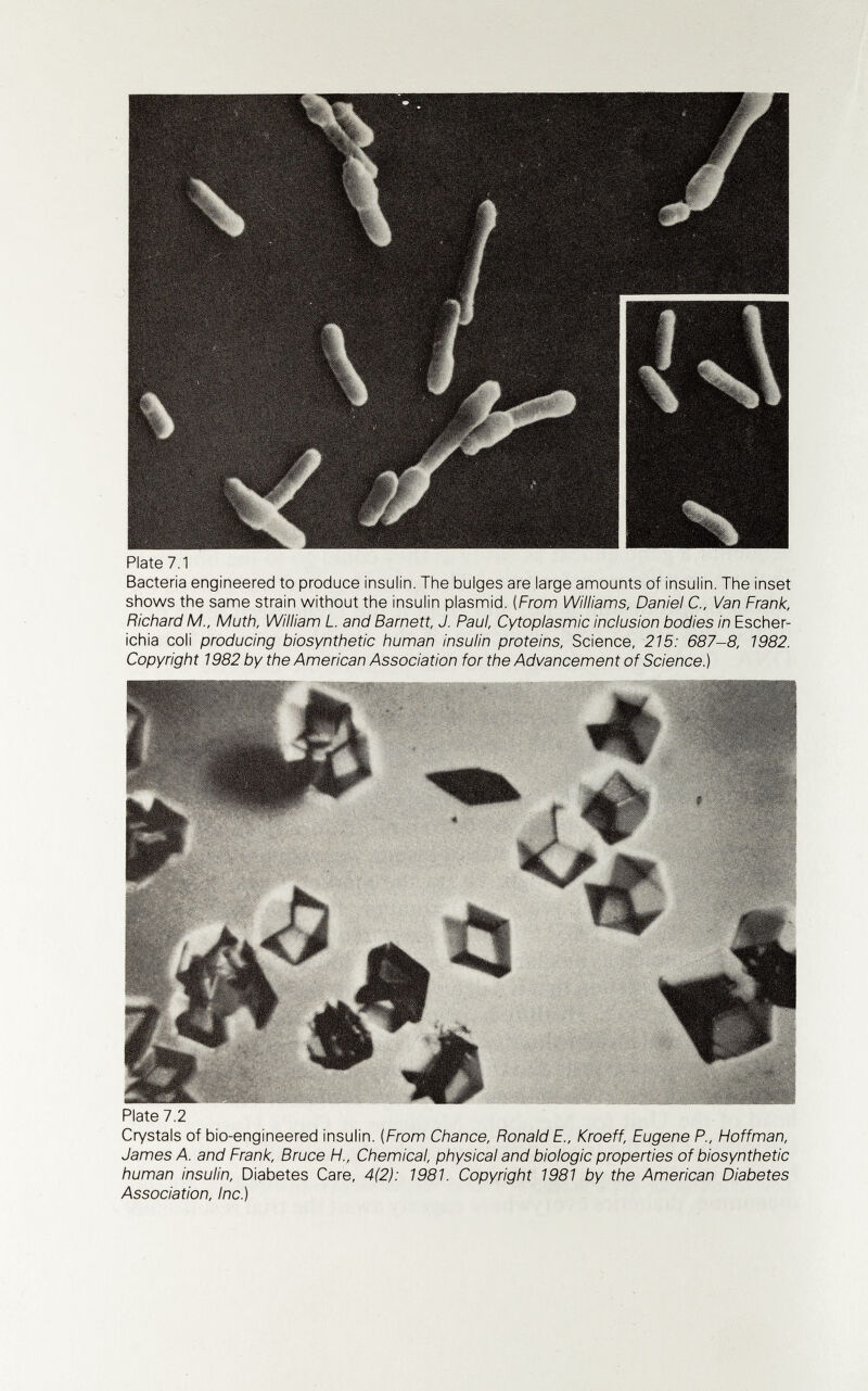 Piate 7.1 Bacteria engineered to produce insulin. Tine bulges are large amounts of insulin. The inset shows the same strain without the insulin plasmid. (From Williams, Daniel C., Van Frank, Richard M., Muth, William L. and Barnett, J. Paul, Cytoplasmic inclusion bodies in Escher¬ ichia coli producing biosynthetic human insulin proteins. Science, 215: 687-8, 1982. Copyright 1982 by the American Association for the Advancement of Science.) Plate 7.2 Crystals of bio-engineered insulin. (From Chance, Ronald E., Kroeff, Eugene P., Hoffman, James A. and Frank, Bruce Fl., Chemical, physical and biologic properties of biosynthetic human insulin. Diabetes Care, 4(2): 1981. Copyright 1981 by the American Diabetes Association, Inc.)