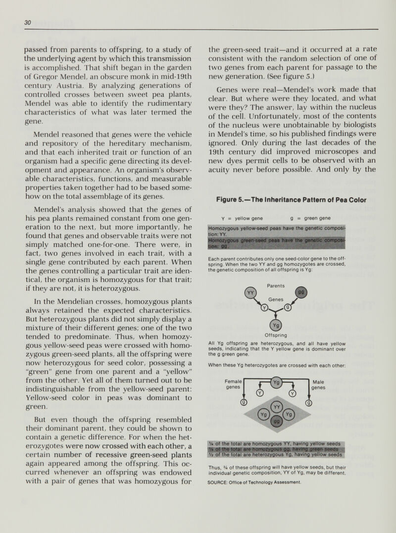 30 passed from parents to offspring, to a study of the underlying agent by which this transmission is accomplished. That shift began in the garden of Gregor Mendel, an obscure monk in mid-19th century Austria. By analyzing generations of controlled crosses between sweet pea plants, Mendel was able to identify the rudimentary characteristics of what was later termed the gene. Mendel reasoned that genes were the vehicle and repository of the hereditary mechanism, and that each inherited trait or function of an organism had a specific gene directing its devel¬ opment and appearance. An organism's observ¬ able characteristics, functions, and measurable properties taken together had to be based some¬ how on the total assemblage of its genes. Mendel's analysis showed that the genes of his pea plants remained constant from one gen¬ eration to the next, but more importantly, he found that genes and observable traits were not simply matched one-for-one. There were, in fact, two genes involved in each trait, with a single gene contributed by each parent. When the genes controlling a particular trait are iden¬ tical, the organism is homozygous for that trait; if they are not, it is heterozygous. In the Mendelian crosses, homozygous plants always retained the expected characteristics. But heterozygous plants did not simply display a mixture of their different genes; one of the two tended to predominate. Thus, when homozy¬ gous yellow-seed peas were crossed with homo¬ zygous green-seed plants, all the offspring were now heterozygous for seed color, possessing a green gene from one parent and a yellow from the other. Yet all of them turned out to be indistinguishable from the yellow-seed parent: Yellow-seed color in peas was dominant to green. But even though the offspring resembled their dominant parent, they could be shown to contain a genetic difference. For when the het¬ erozygotes were now crossed with each other, a certain number of recessive green-seed plants again appeared among the offspring. This oc¬ curred whenever an offspring was endowed with a pair of genes that was homozygous for the green-seed trait—and it occurred at a rate consistent with the random selection of one of two genes from each parent for passage to the new generation. (See figure 5.) Genes were real—Mendel's work made that clear. But where were they located, and what were they? The answer, lay within the nucleus of the cell. Unfortunately, most of the contents of the nucleus were unobtainable by biologists in Mendel's time, so his published findings were ignored. Only during the last decades of the 19th century did improved microscopes and new dyes permit cells to be observed with an acuity never before possible. And only by the Figure 5.—The Inheritance Pattern of Pea Color Y = yellow gene Homozygotís^fltow-seed ition:YY. g = green gene have the genetie < tion: OS- Each parent contributes only one seed-color gene to the off¬ spring. When the two YY and gg homozygotes are crossed, the genetic composition of all offspring is Yg: Parents Genes V \). '(S Offspring All Yg offspring are heterozygous, and all have yellow seeds, indicating that the Y yellow gene is dominant over the g green gene. When these Yg heterozygotes are crossed with each other: Female genes (i) 1Щ 0, Male genes (9) ^9) ^ il4 oTIKe'tofâTarèTiomozygous yy, navlh^ yeiiow seeds Î V« Of Hie total ar« Ьогтгу9(Ш9 mvmg Уг of fKe total are heterozygous Yg, having yellow swds* Thus, У4 of these offspring will have yellow seeds, but their individual genetic composition, YY of Yg, may be different. SOURCE: Office of Technology Assessment.