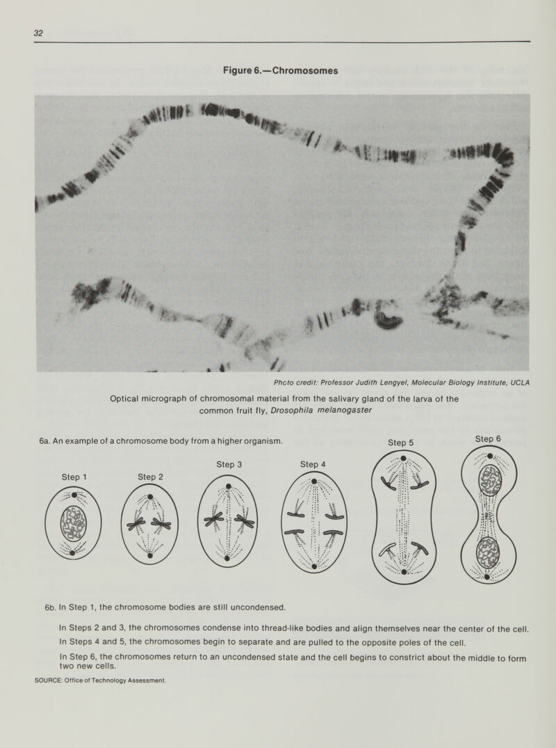 32 Figure 6.—Chromosomes Ч 0^ 4f, Ч. \ ■i ' 'Ж if W «m- Phcto credit: Professor Judith Lengyel, Molecular Biology Institute, UCLA Optical micrograph of chrornosomal material from the salivary gland of the larva of the common fruit fly, Drosophila rnelanogaster 6b. In Step 1, the chromosome bodies are still uncondensed. In Steps 2 and 3, the chromosomes condense into thread-like bodies and align themselves near the center of the cell. In Steps 4 and 5, the chromosomes begin to separate and are pulled to the opposite poles of the cell. In Step 6, the chromosomes return to an uncondensed state and the cell begins to constrict about the middle to form two new cells. SOURCE: Office of Technology Assessment.