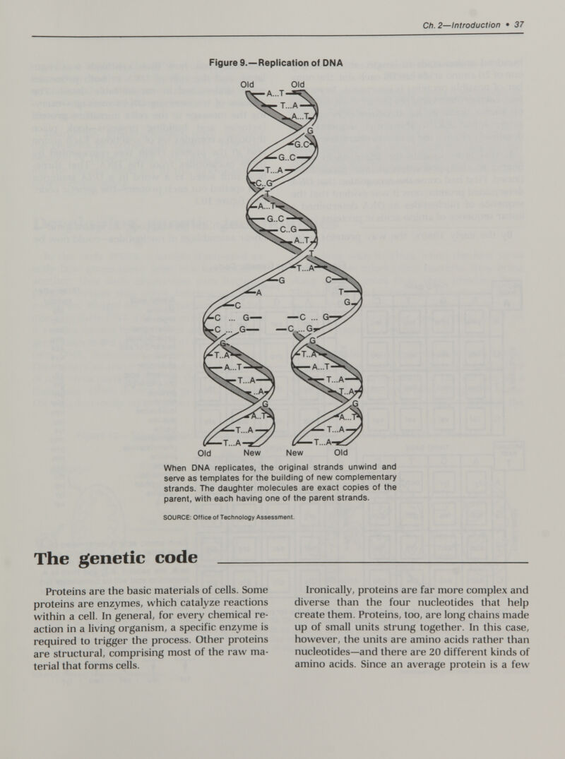 Ch. 2—Introduction • 37 Figure 9.—Replication of DNA Old Old Old New New Old When DNA replicates, the original strands unwind and serve as templates for the building of new complementary strands. The daughter molecules are exact copies of the parent, with each having one of the parent strands. SOURCE; Office of Technology Assessment. The genetic code  Proteins are the basic materials of cells. Some proteins are enzymes, which catalyze reactions within a cell. In general, for every chemical re¬ action in a living organism, a specific enzyme is required to trigger the process. Other proteins are structural, comprising most of the raw ma¬ terial that forms cells. Ironically, proteins are far more complex and diverse than the four nucleotides that help create them. Proteins, too, are long chains made up of small units strung together. In this case, however, the units are amino acids rather than nucleotides—and there are 20 different kinds of amino acids. Since an average protein is a few