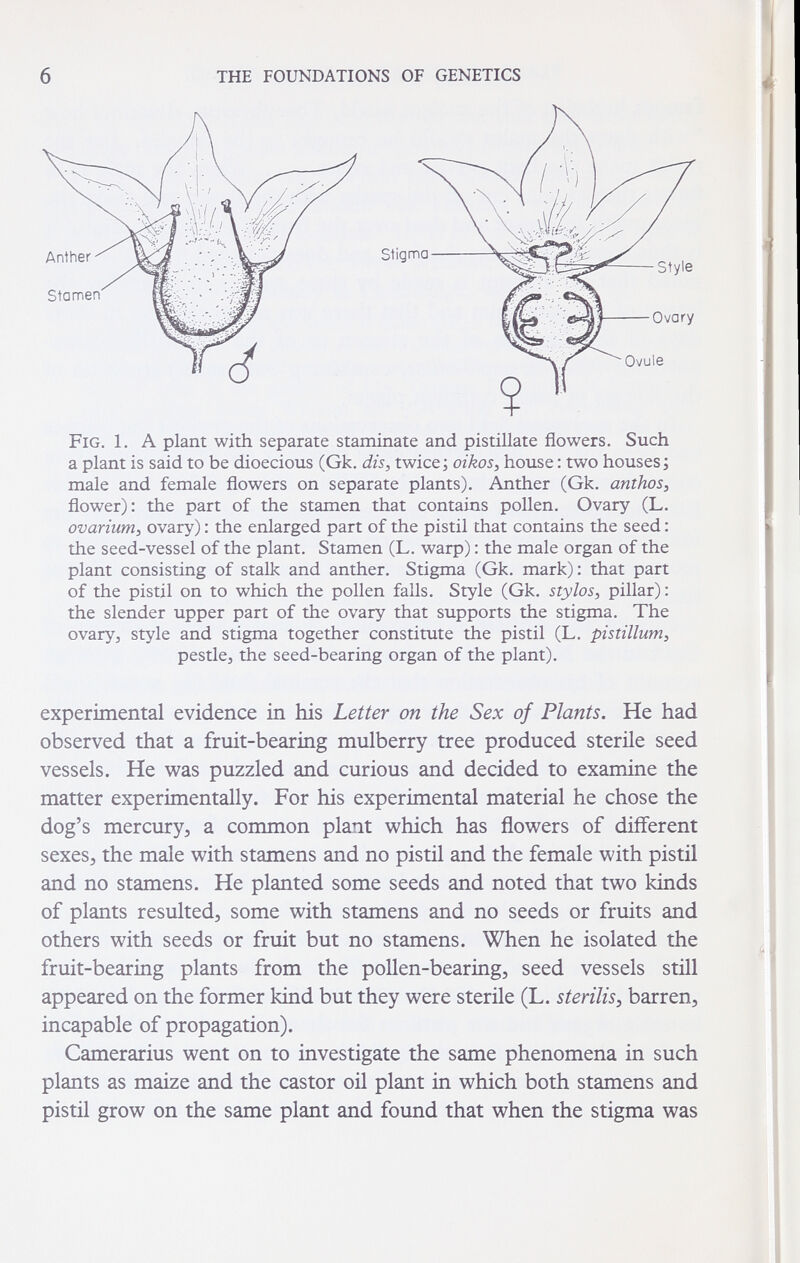 6 THE FOUNDATIONS OF GENETICS Fig. 1. A plant with separate staminate and pistillate flowers. Such a plant is said to be dioecious (Gk. dis, twice ; oikos, house : two houses ; male and female flowers on separate plants). Anther (Gk. anthos, flower): the part of the stamen that contains pollen. Ovary (L. ovarium, ovary) : the enlarged part of the pistil that contains the seed : the seed-vessel of the plant. Stamen (L. warp) : the male organ of the plant consisting of stalk and anther. Stigma (Gk. mark): that part of the pistil on to which the pollen fails. Style (Gk. stylos, pillar) : the slender upper part of the ovary that supports the stigma. The ovaryj style and stigma together constitute the pistil (L. pistillum, pestle^ the seed-bearing organ of the plant). experimental evidence in his Letter on the Sex of Plants. He had observed that a fruit-bearing mulberry tree produced sterile seed vessels. He was puzzled and curious and decided to examine the matter experimentally. For his experimental material he chose the dog's тегсигуз a common plant which has flowers of different sexes, the male with stamens and no pistil and the female with pistil and no stamens. He planted some seeds and noted that two kinds of plants resulted, some with stamens and no seeds or fruits and others with seeds or fruit but no stamens. When he isolated the fruit-bearing plants from the pollen-bearing, seed vessels still appeared on the former kind but they were sterile (L. sterilis^ barren, incapable of propagation). Camerarius went on to investigate the same phenomena in such plants as maize and the castor oil plant in which both stamens and pistil grow on the same plant and found that when the stigma was